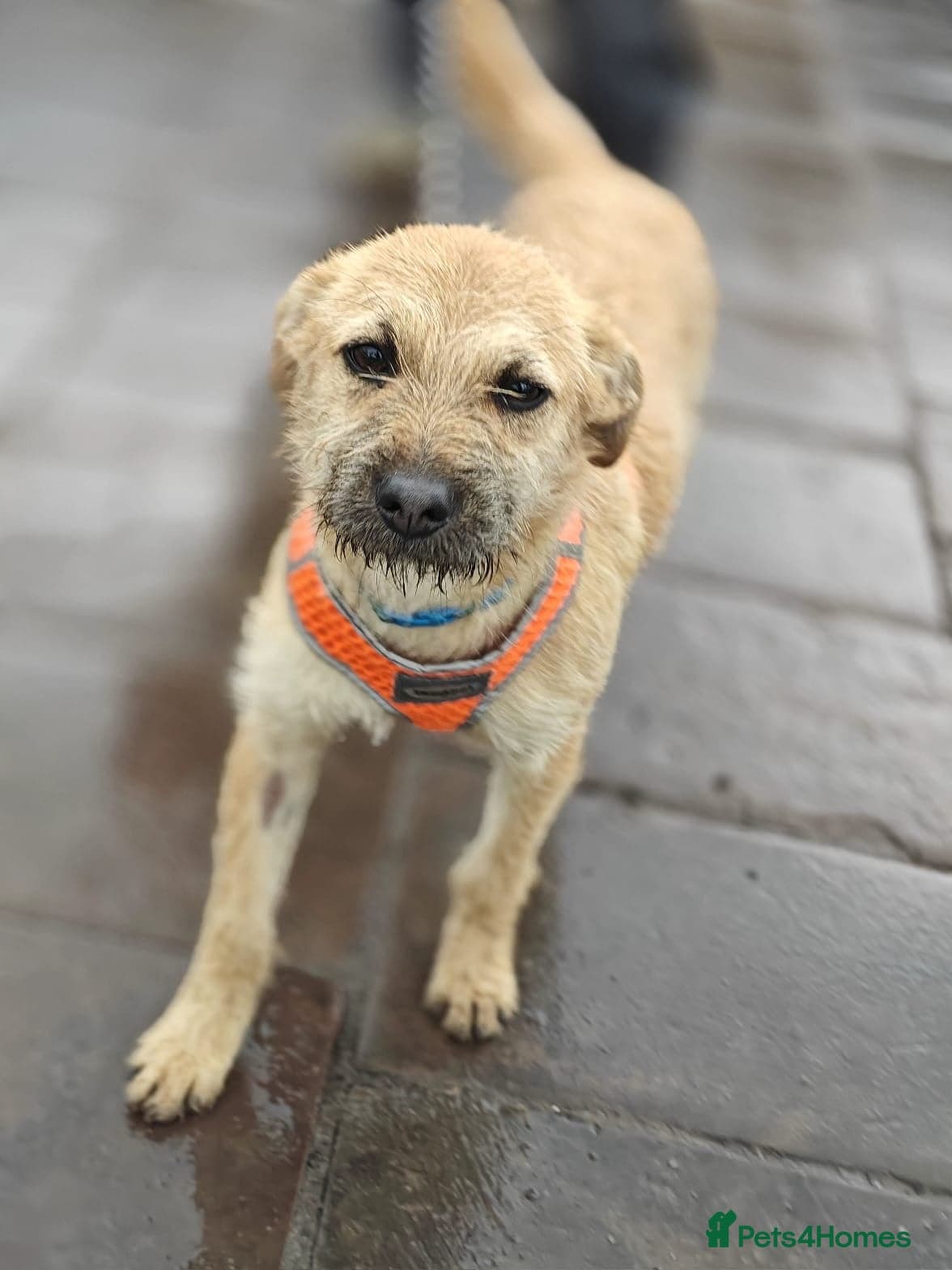 οΈπΆ bekki photo 6