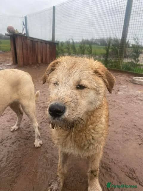 Meet Toby, currently residing in Essex photo 12