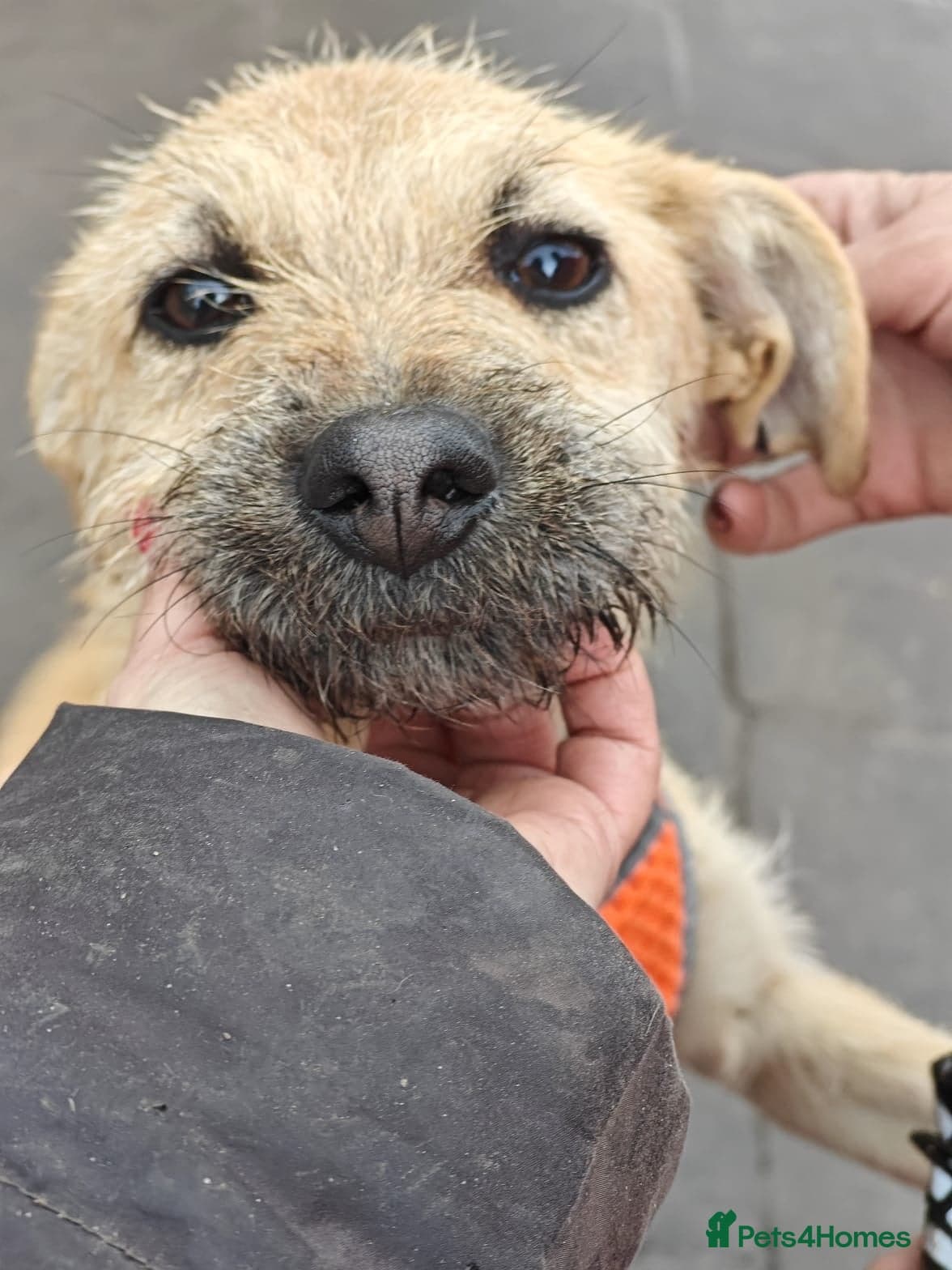 οΈπΆ bekki photo 7