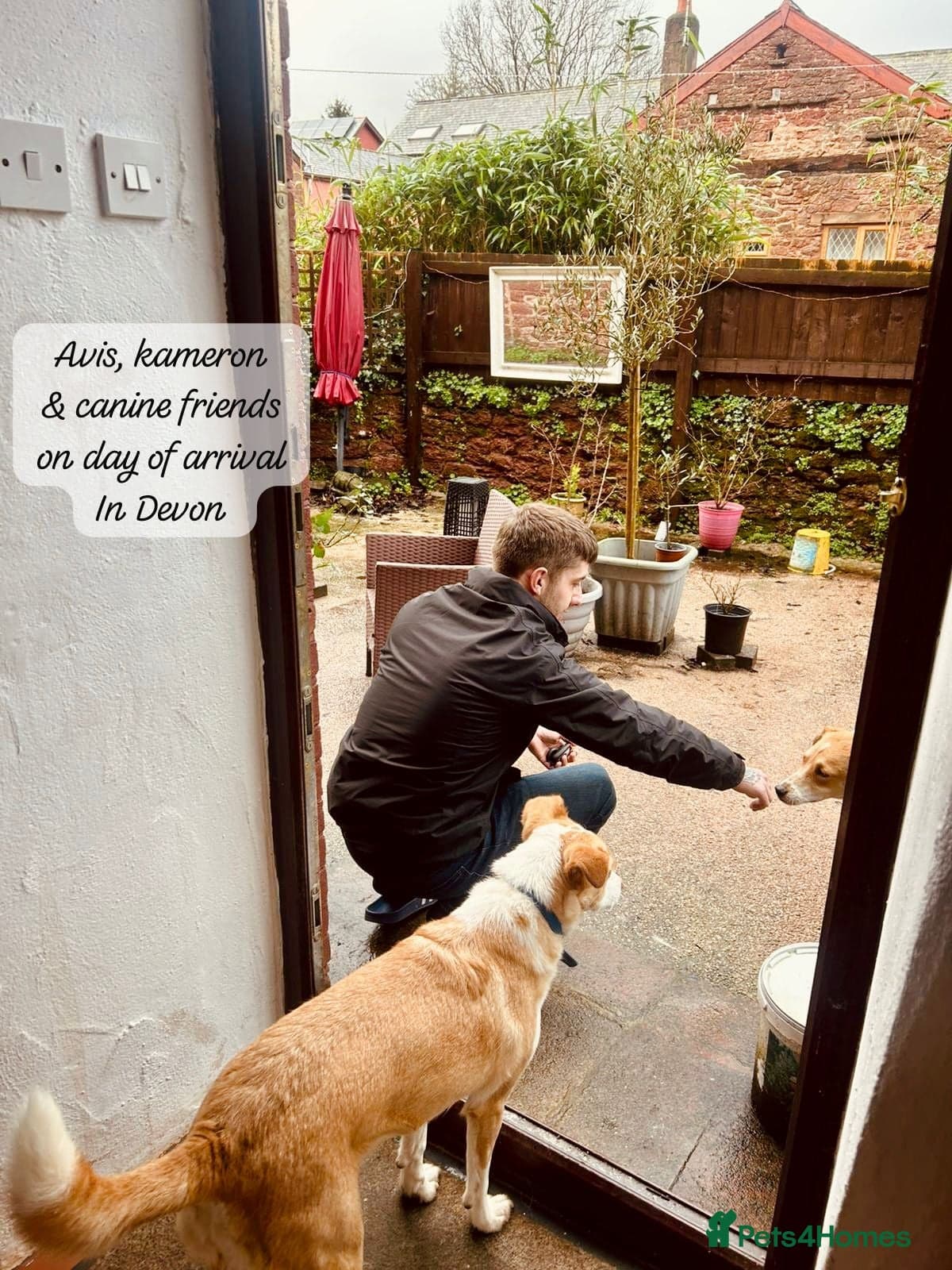 Avis- 20 months - photo 13