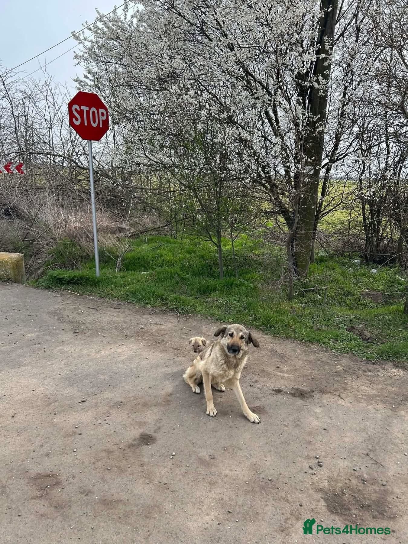 Amanda - Norwich Norfolk β Mixed Breed