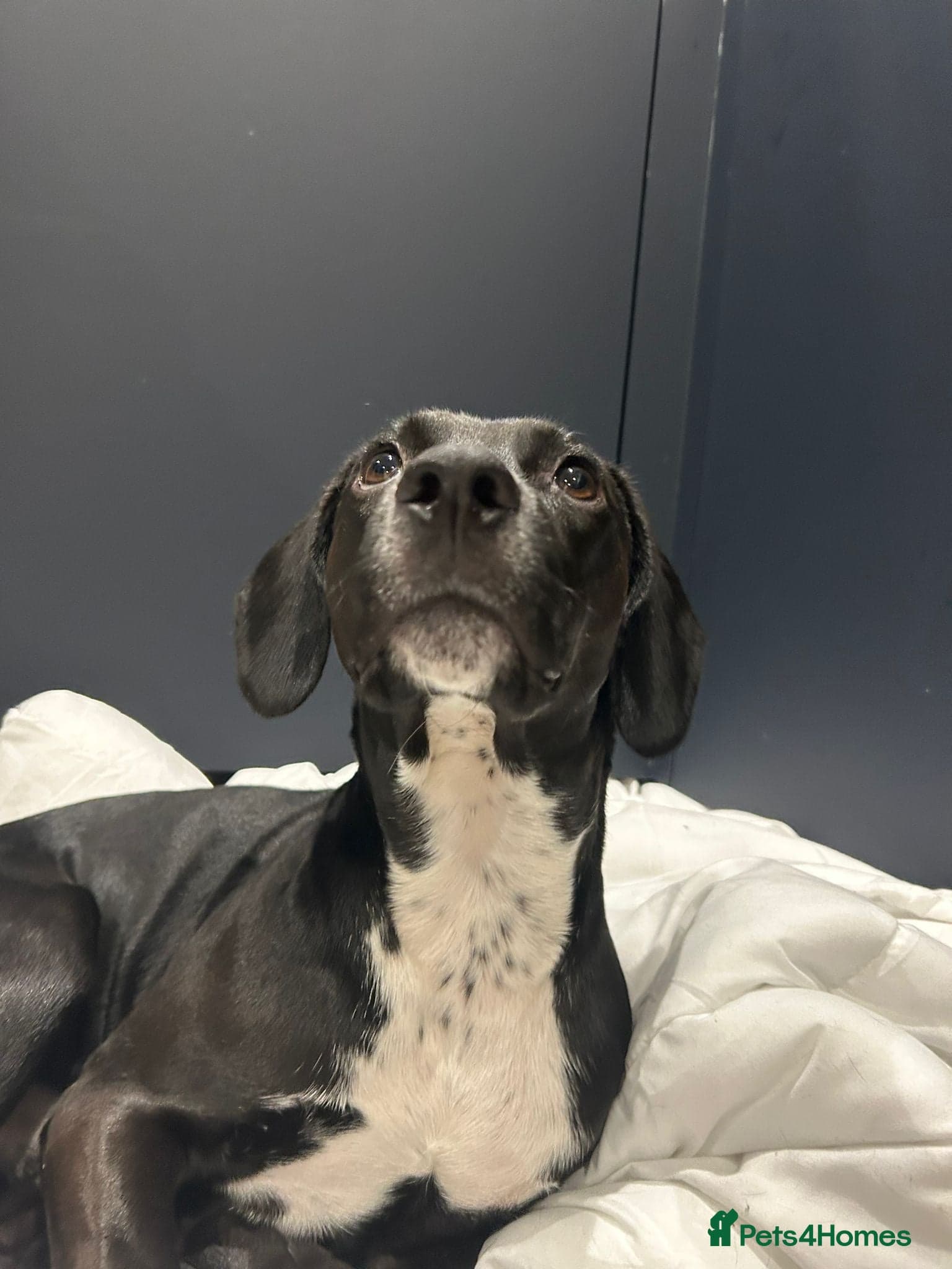 ๏ธ๐ถ walter photo 18