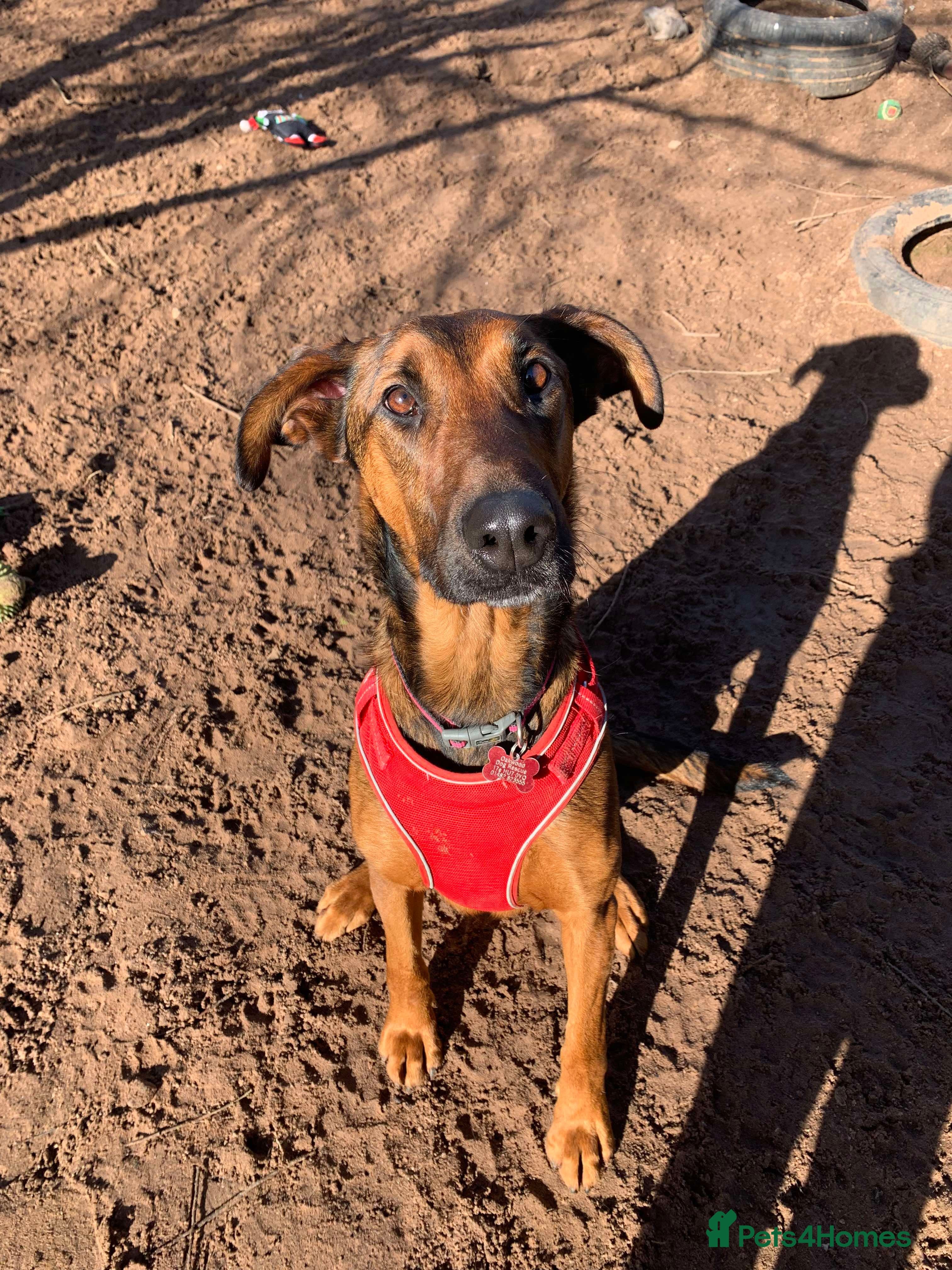 Meet Carrie,currently residing in Cheshire photo 11