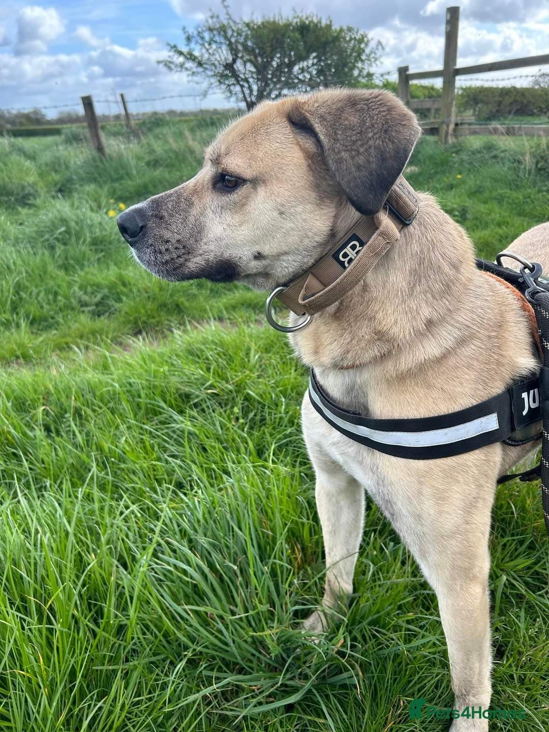 Meet Ziggy, currently residing in Cheshire photo 13