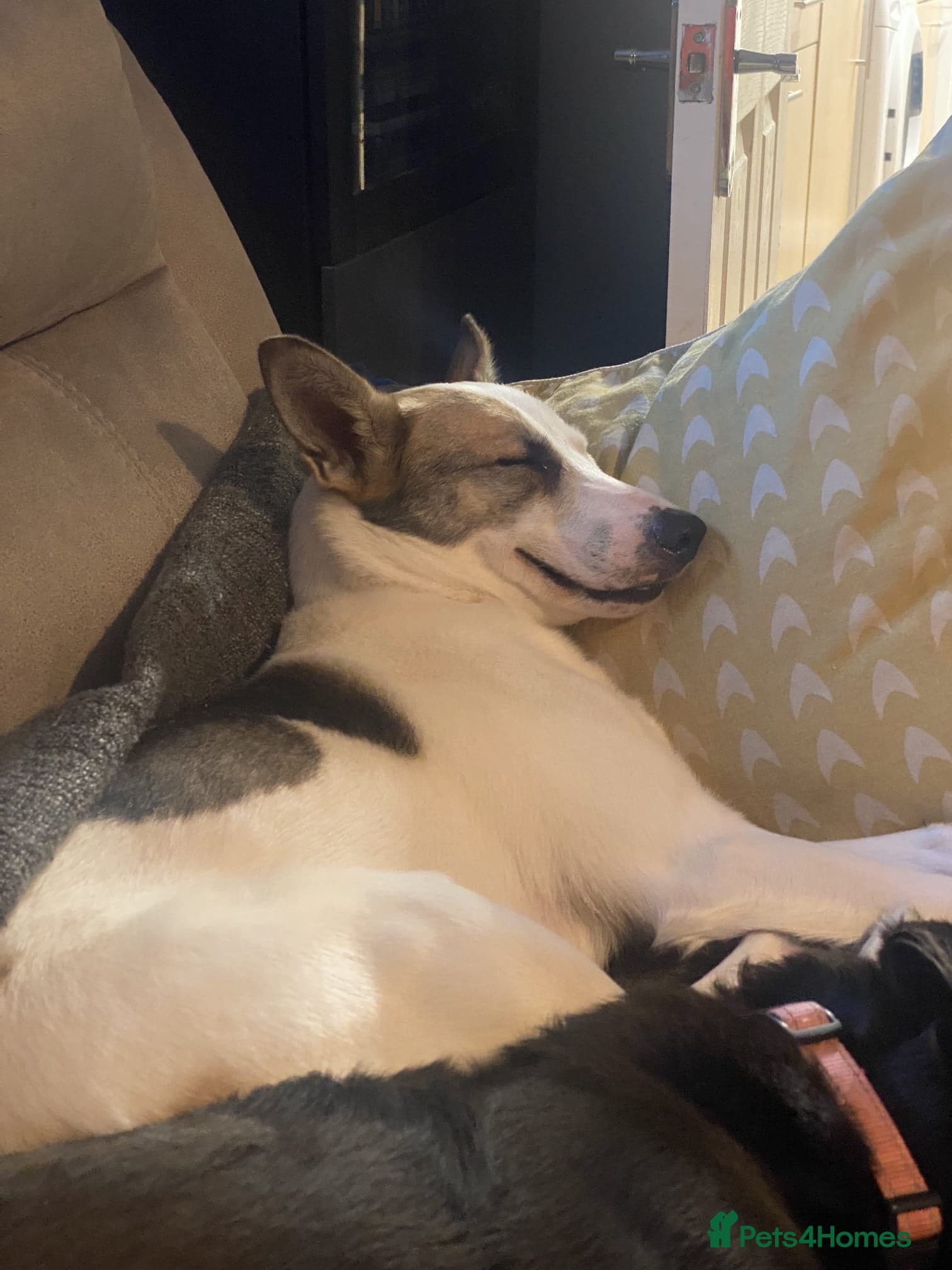 οΈπΆ bela photo 2