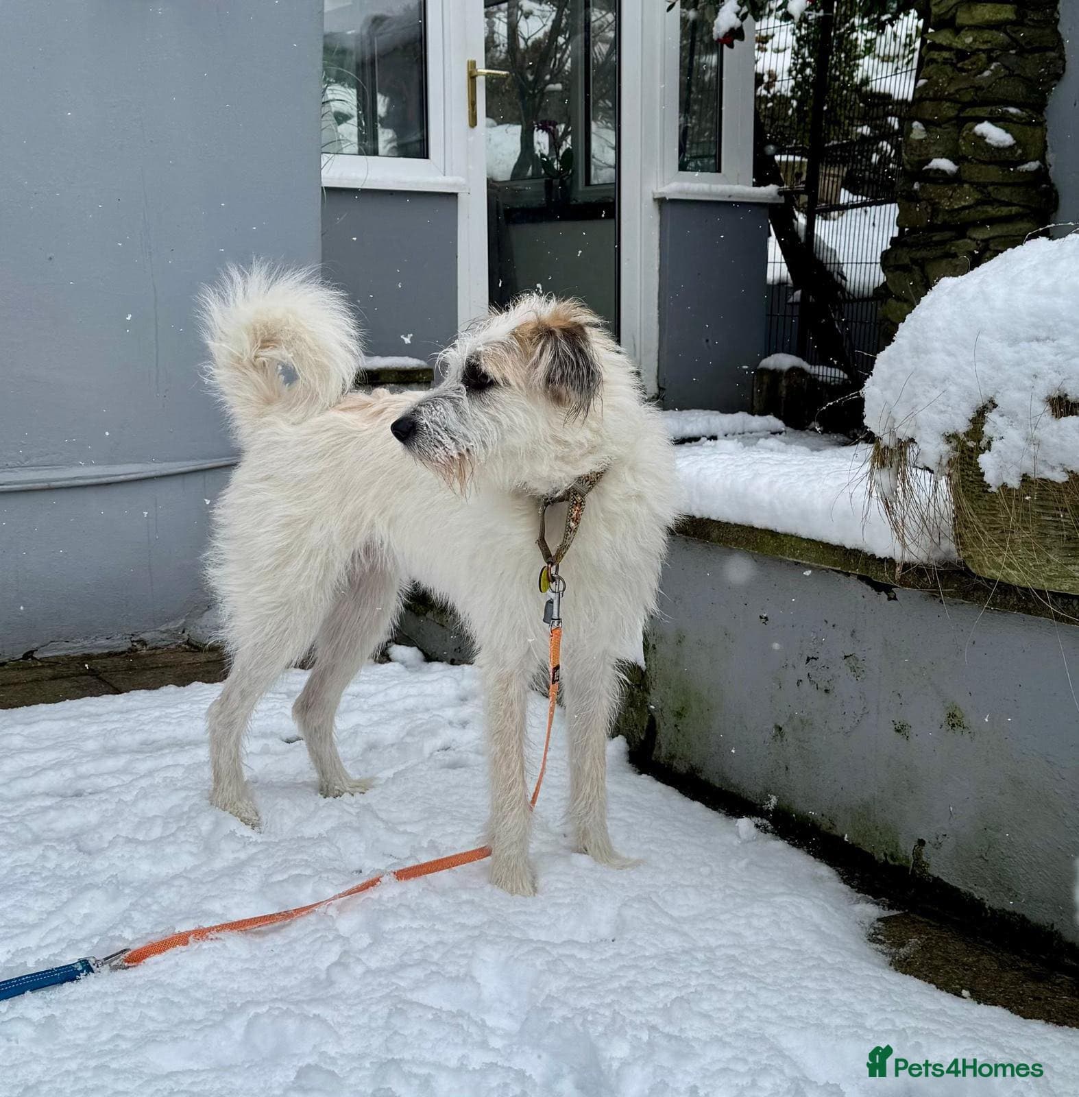 KALLIE- 18 months, loves dogs/playful/active/rural photo 2