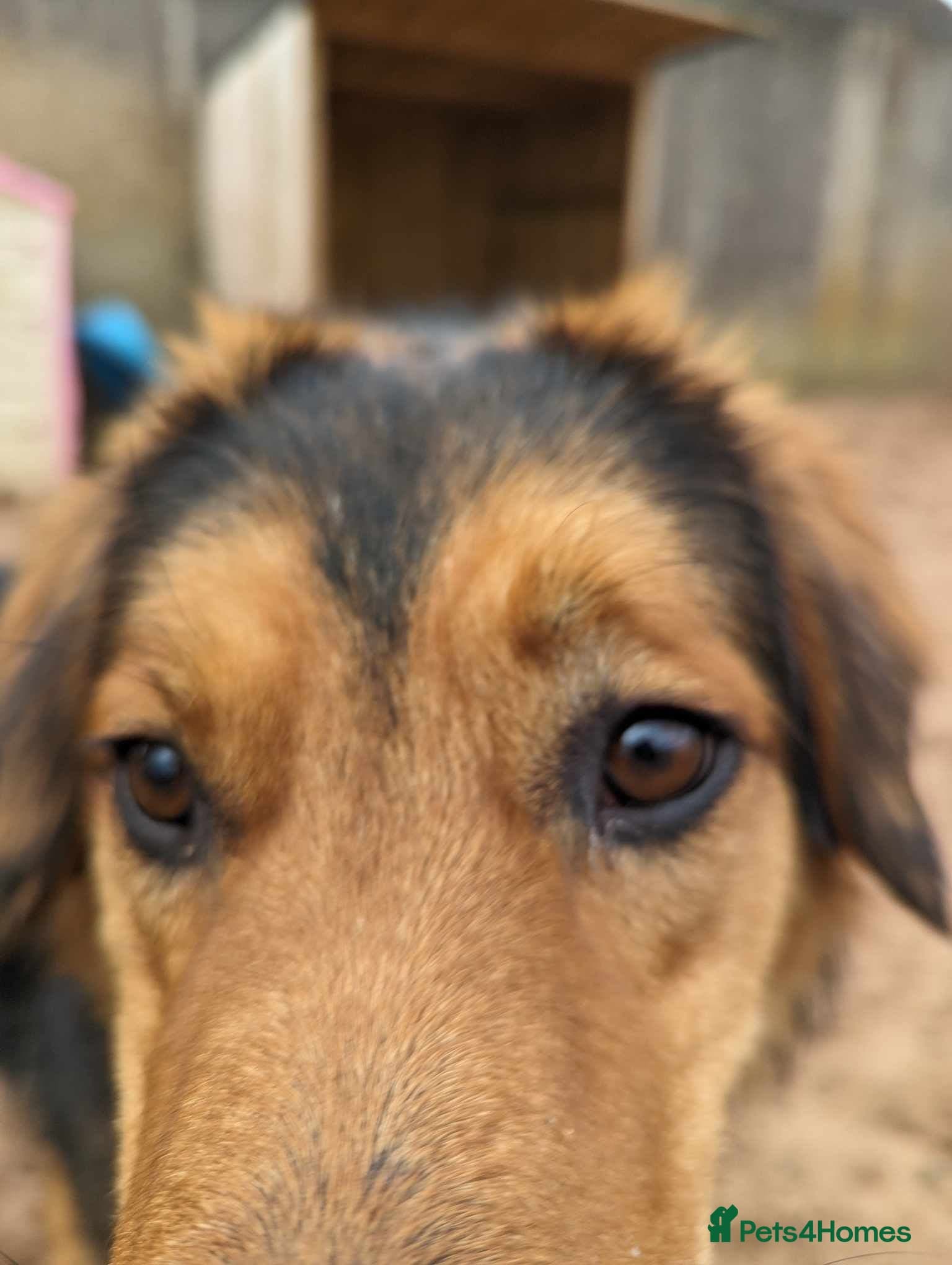 Meet Derry, currently residing in Cheshire photo 3