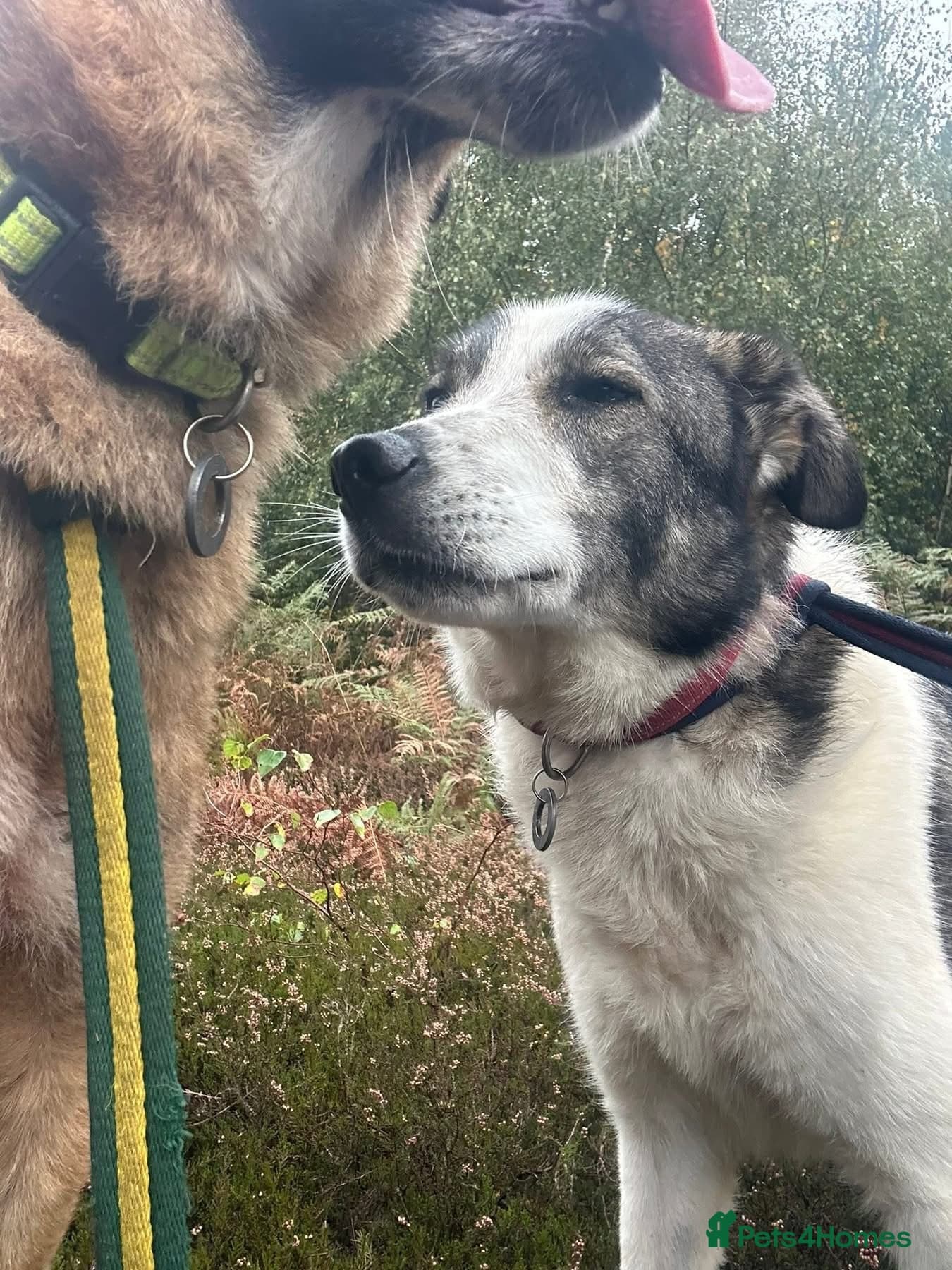 Matteo - Norwich Norfolk photo 17