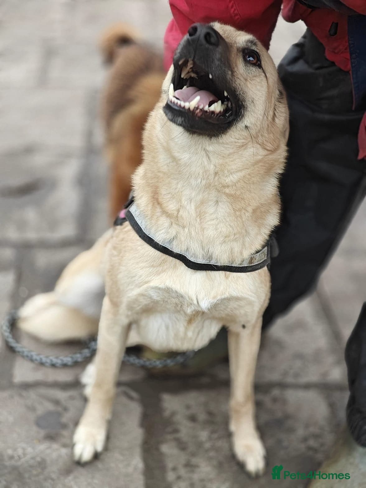 ๏ธ๐ถ stacy photo 6