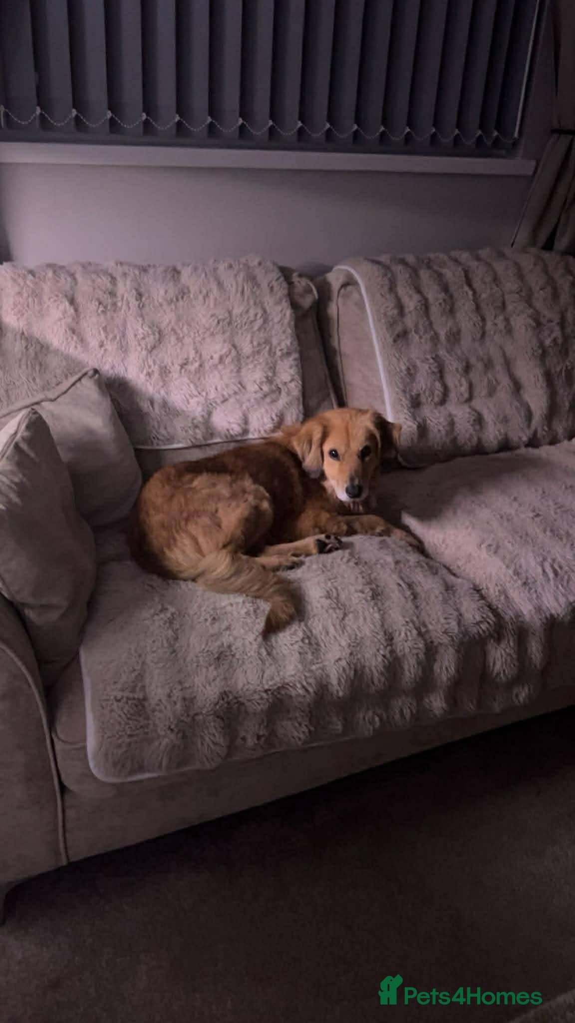 Meet Twiggy,currently residing in Yorkshire photo 7