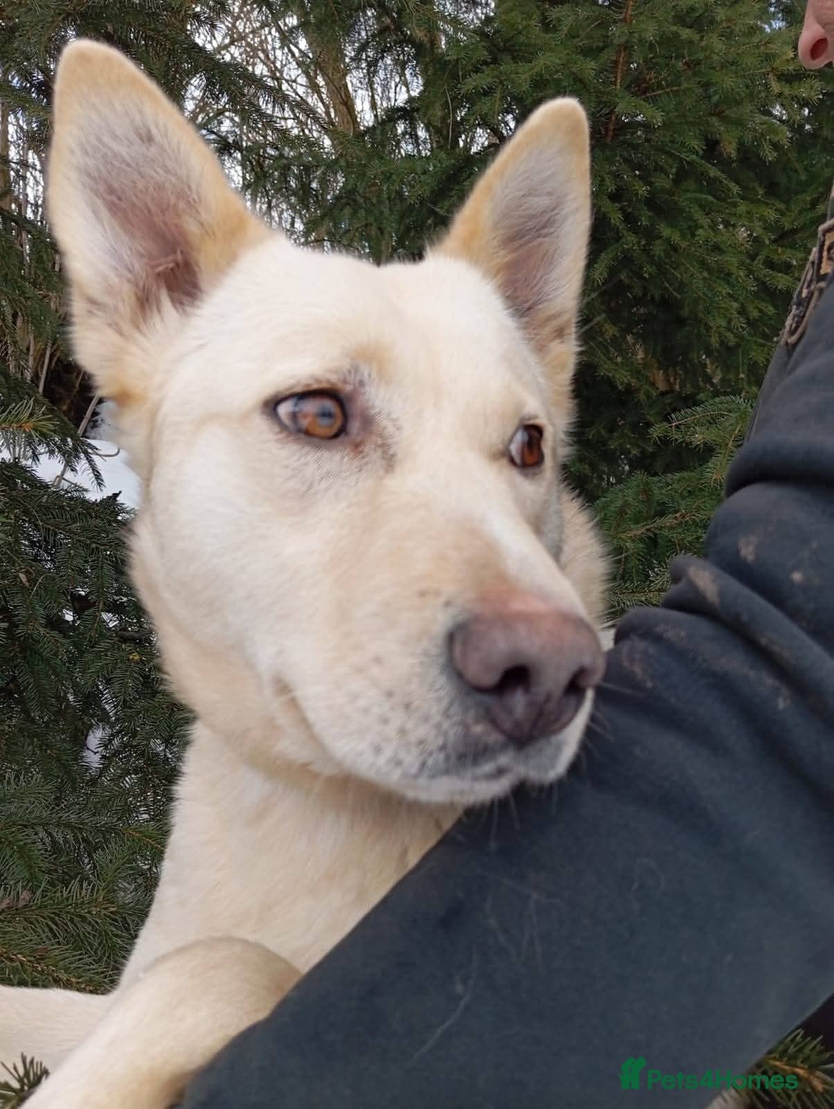 οΈπΆ milady photo 9