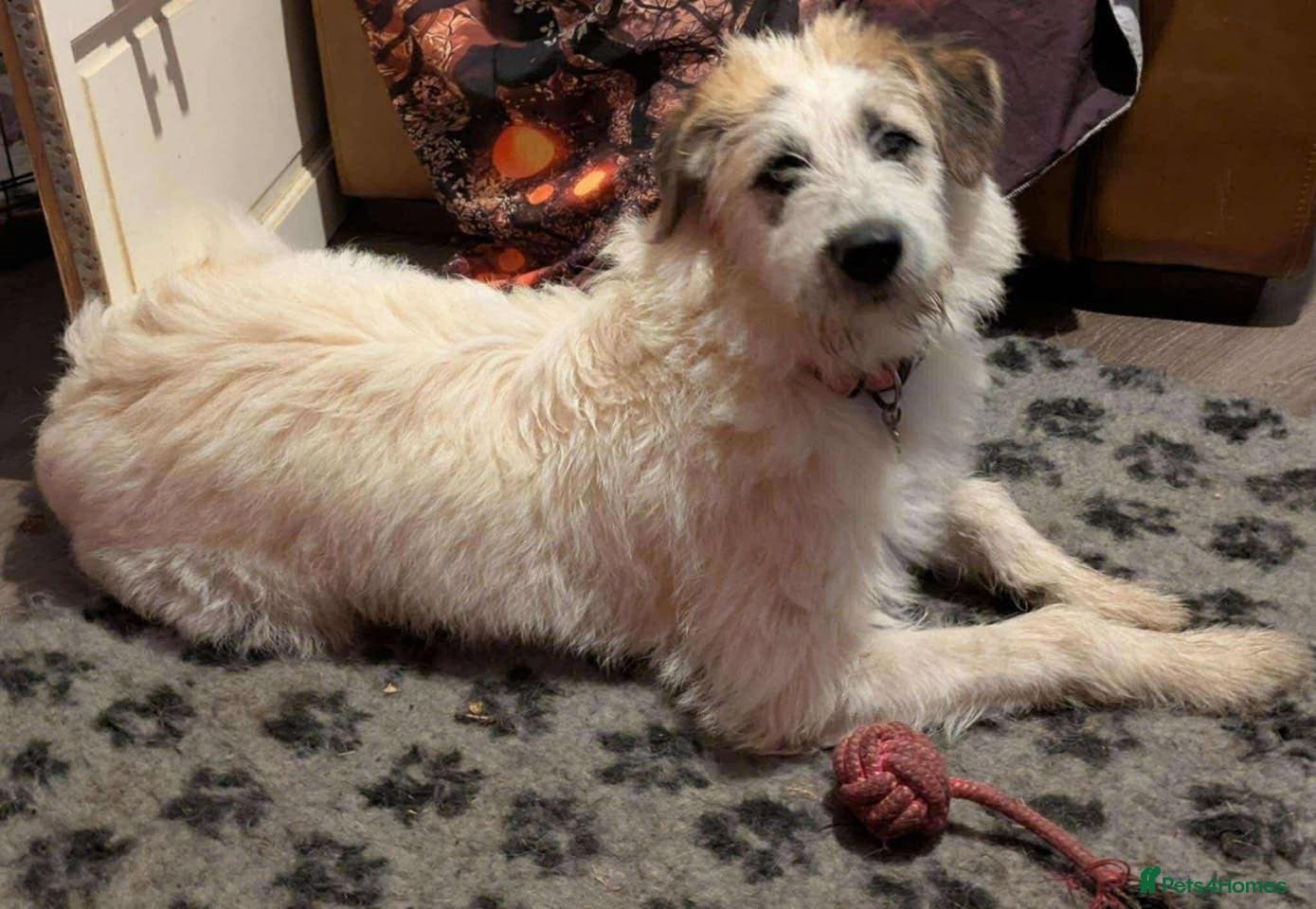 KALLIE- 18 months, loves dogs/playful/active/rural photo 24