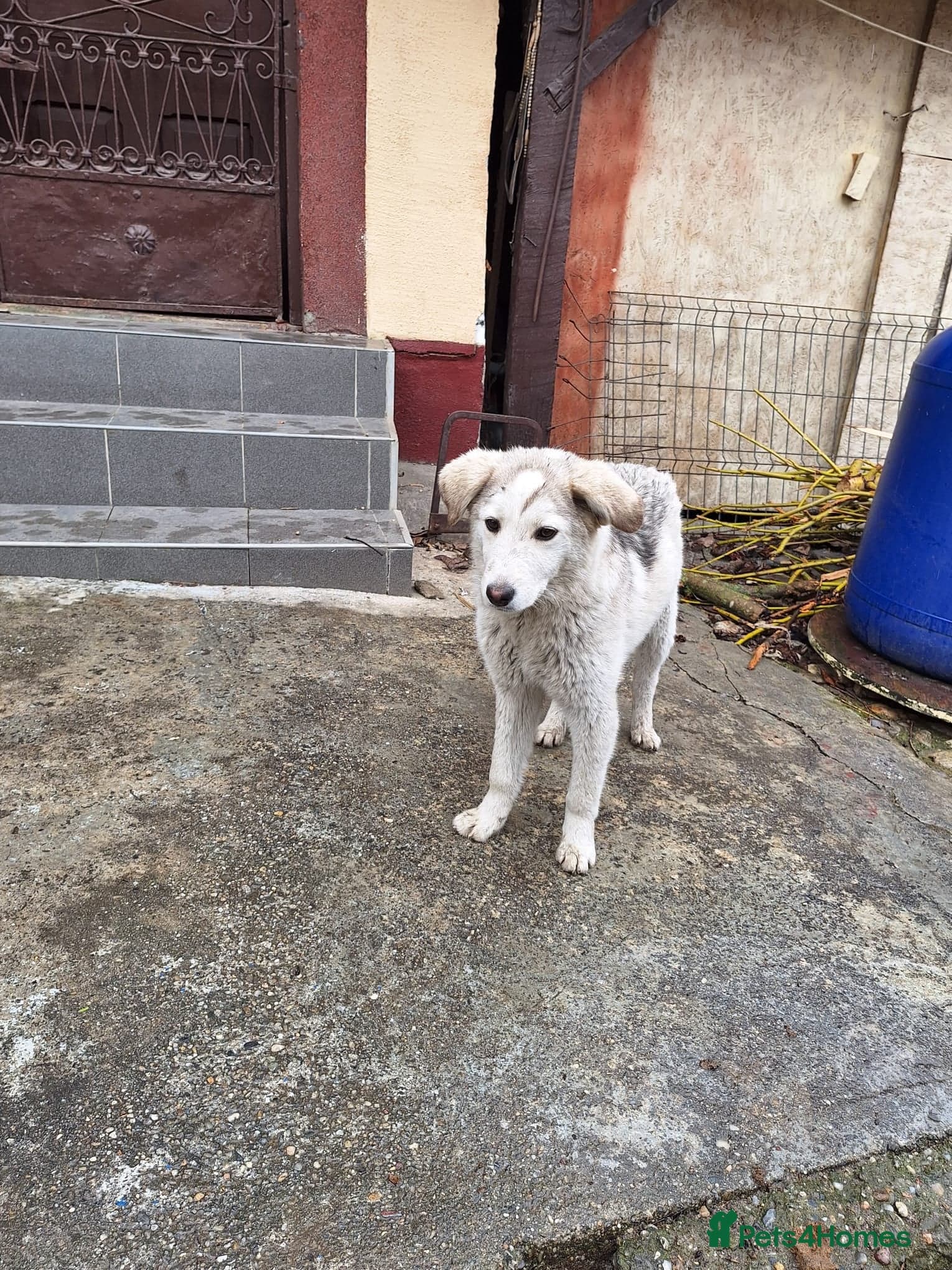 Meet NALA - a Beautiful Girl photo 5