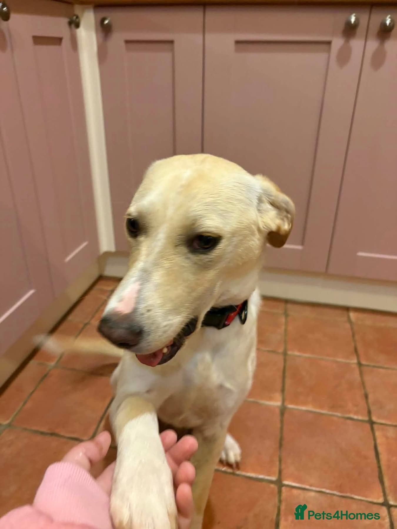 Talia - Hempnall Norfolk — Mixed Breed