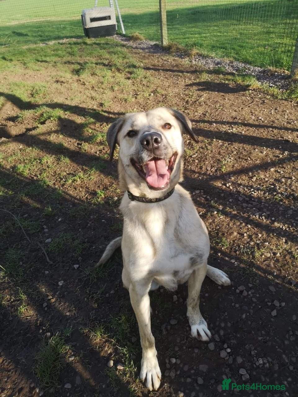 Meet Ziggy, currently residing in Cheshire photo 4