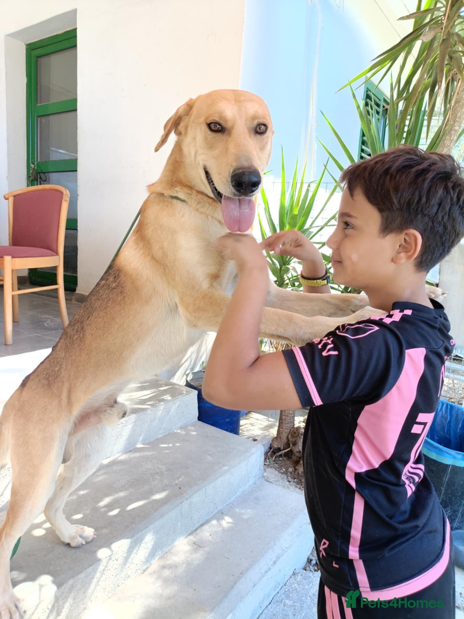 Simon β Mixed Breed