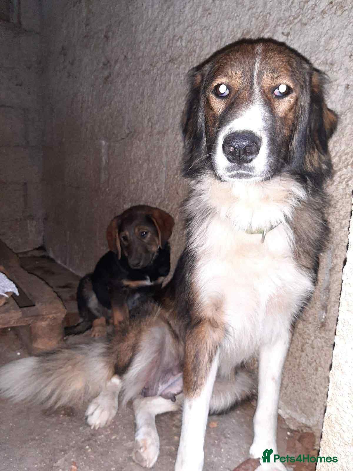 Meet Hannah and Honey !!! — Mixed Breed