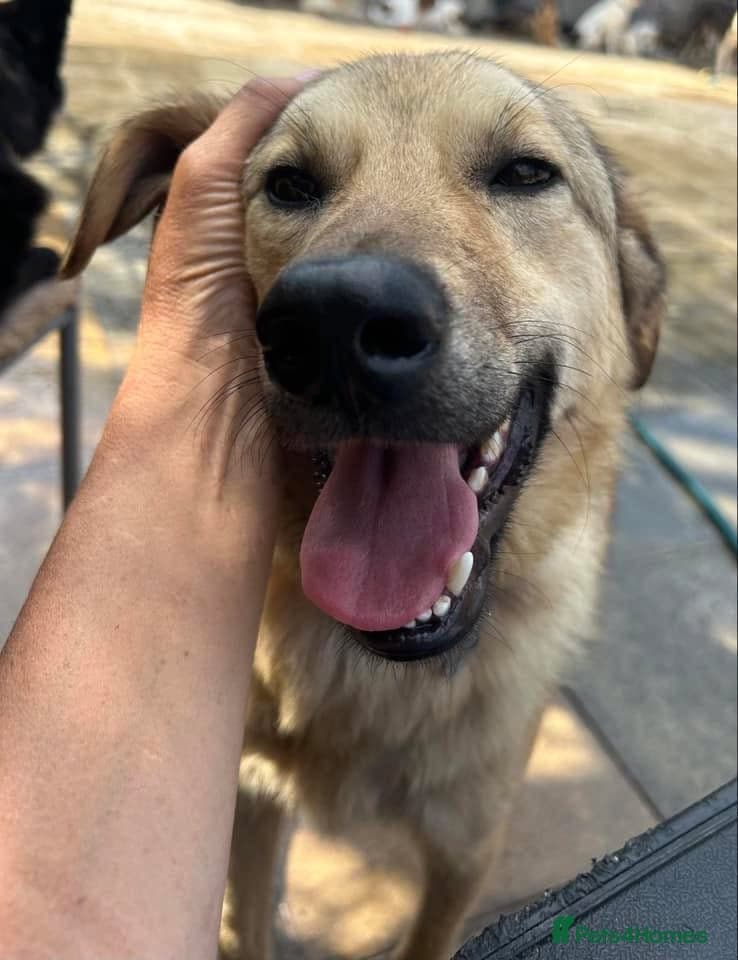 Pettern - Norwich Norfolk photo 34