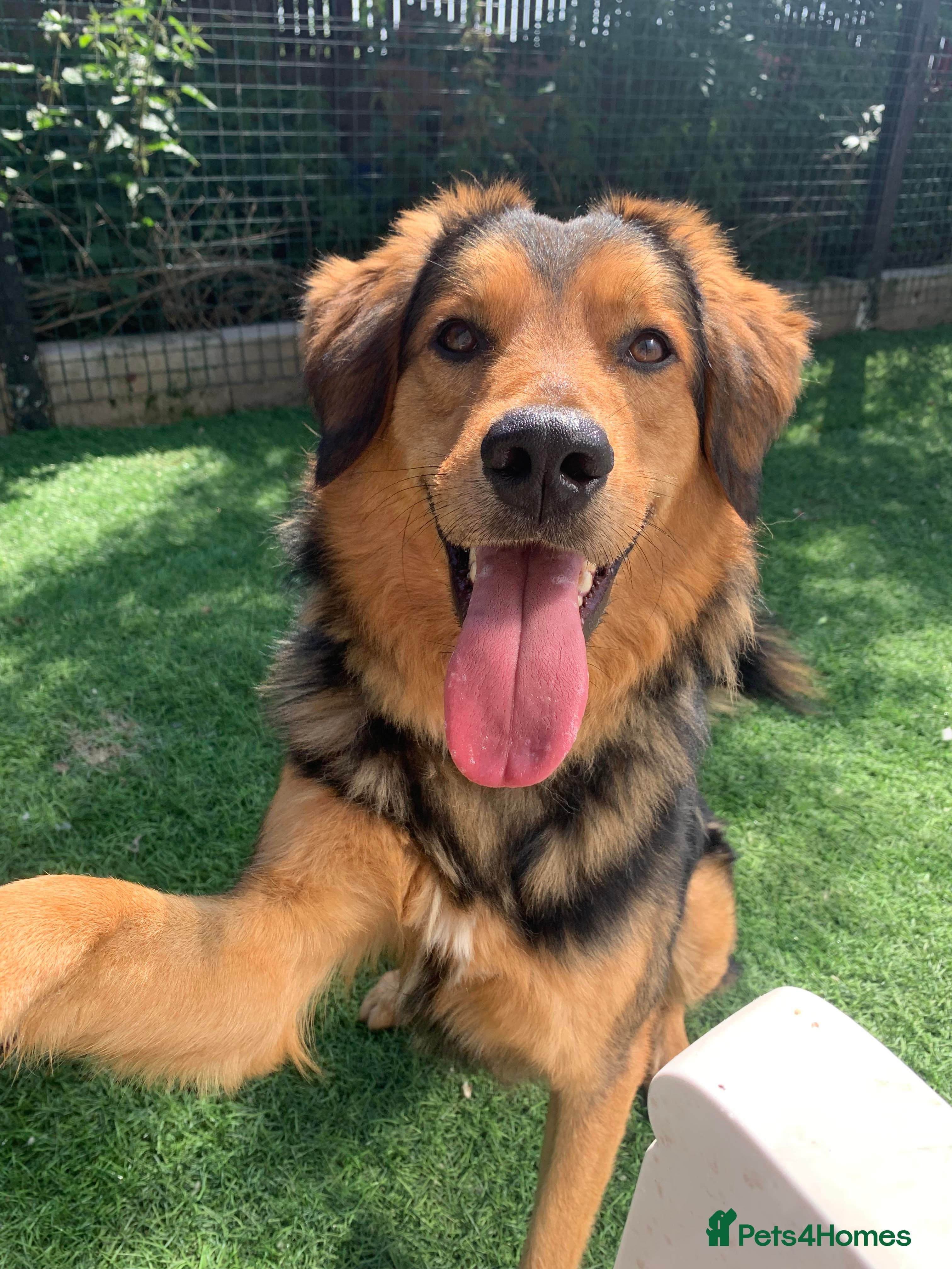 Meet Derry, currently residing in Cheshire photo 6