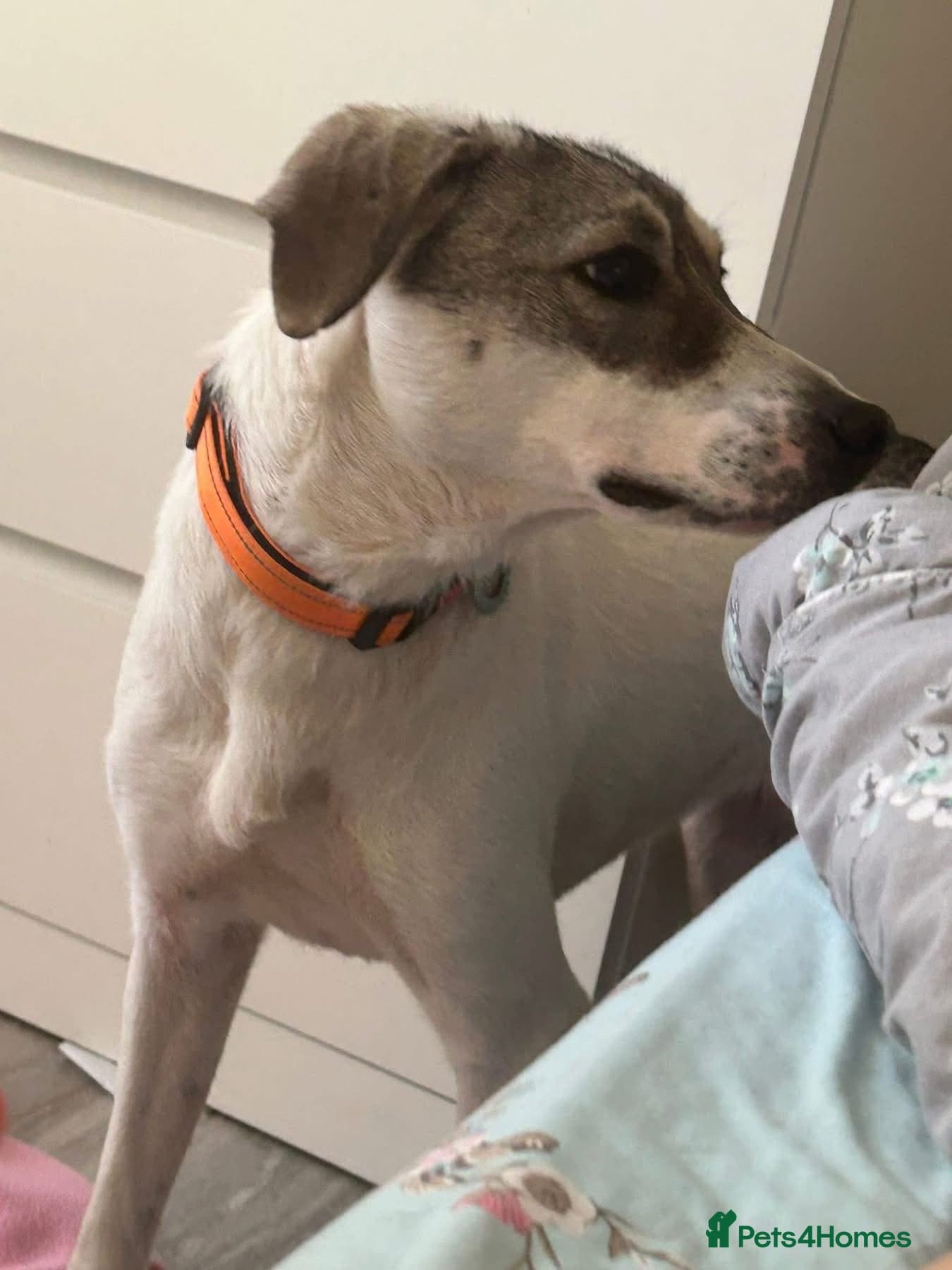 Lotty (2) Norwich Norfolk photo 18