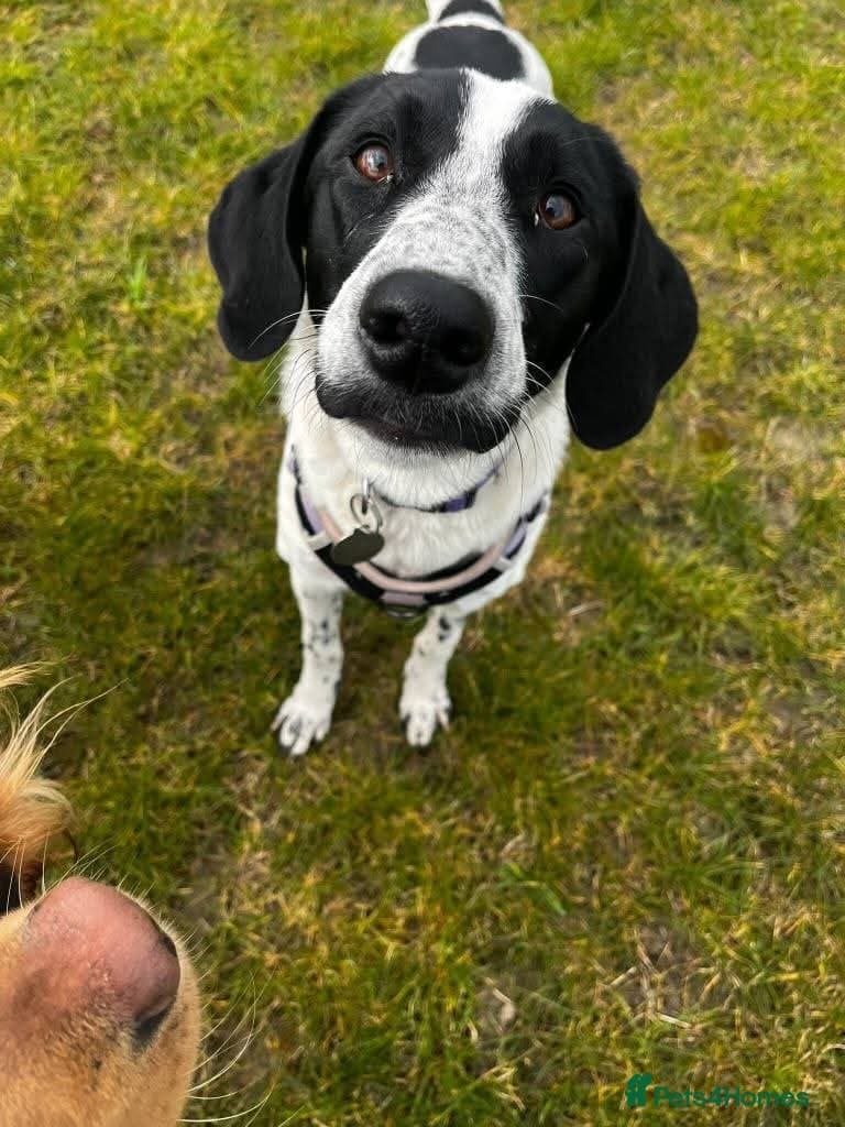 Meet Annabel, currently residing in Hertfordshire photo 6