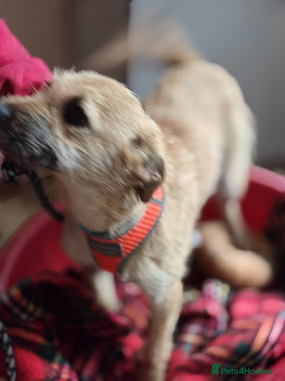 οΈπΆ bekki photo 13