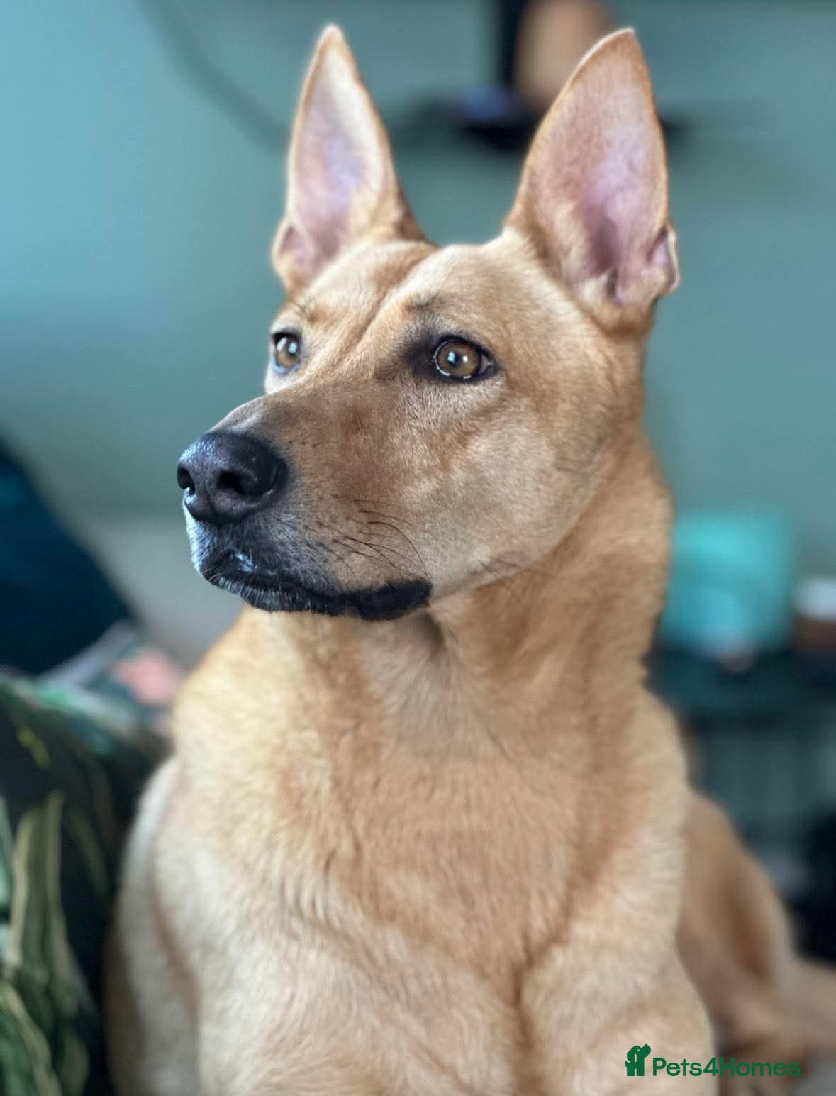 Ella stunning lady photo 8