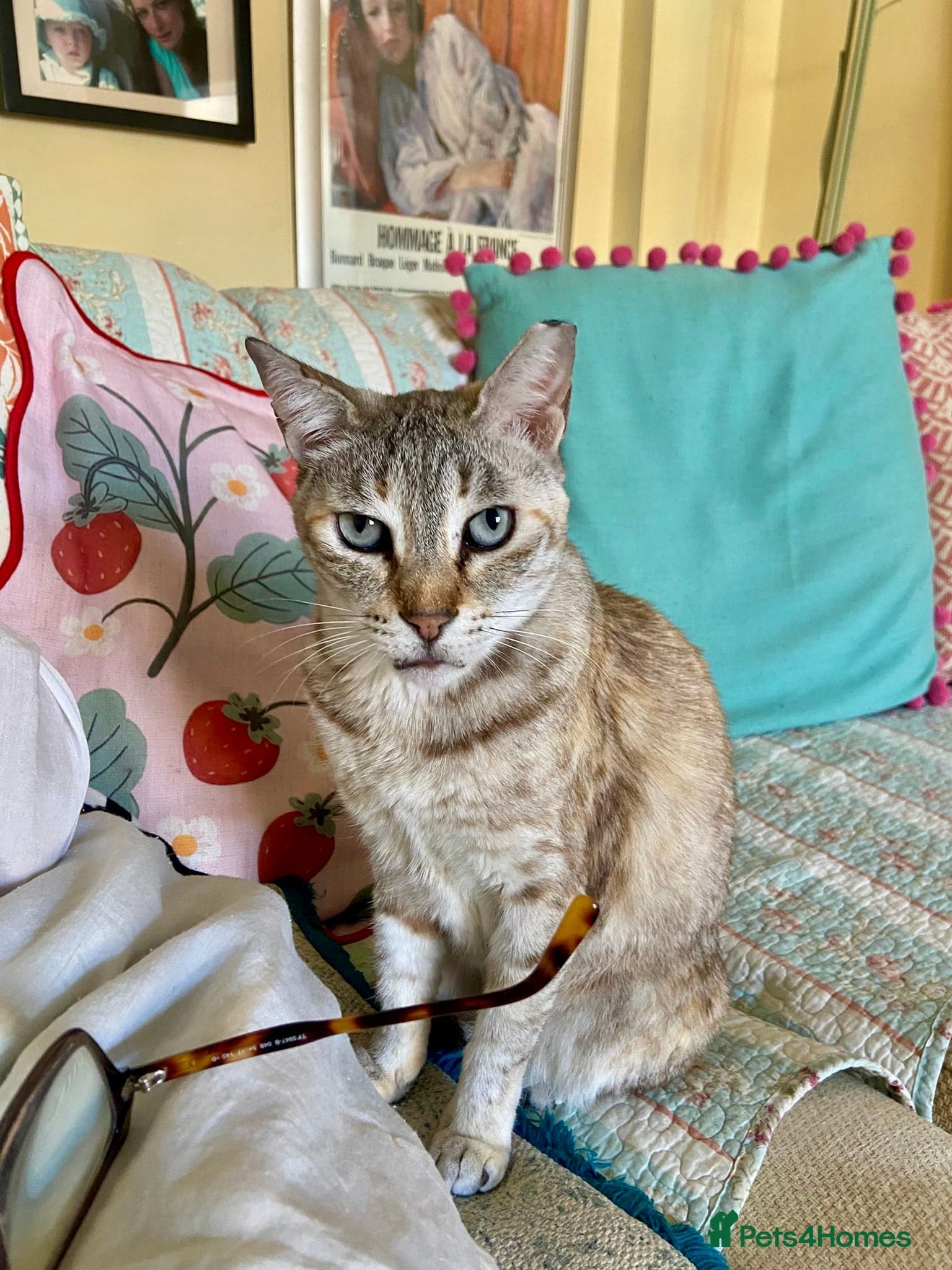 Gentle Senior Indoor Cat photo 2