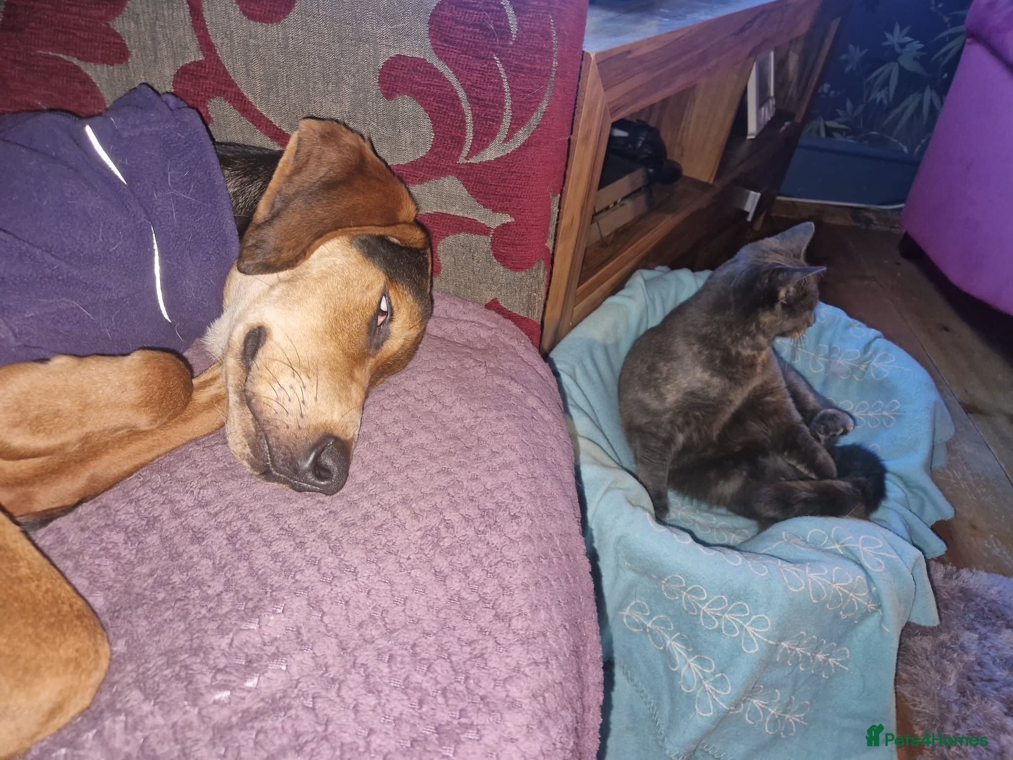 Asterios (aka Terry) photo 3