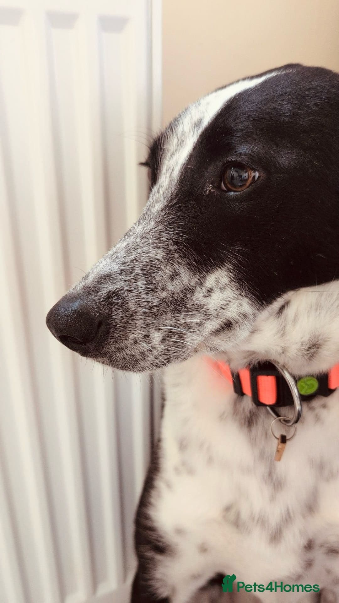 Pretty Mindy. Reserved STC. photo 3