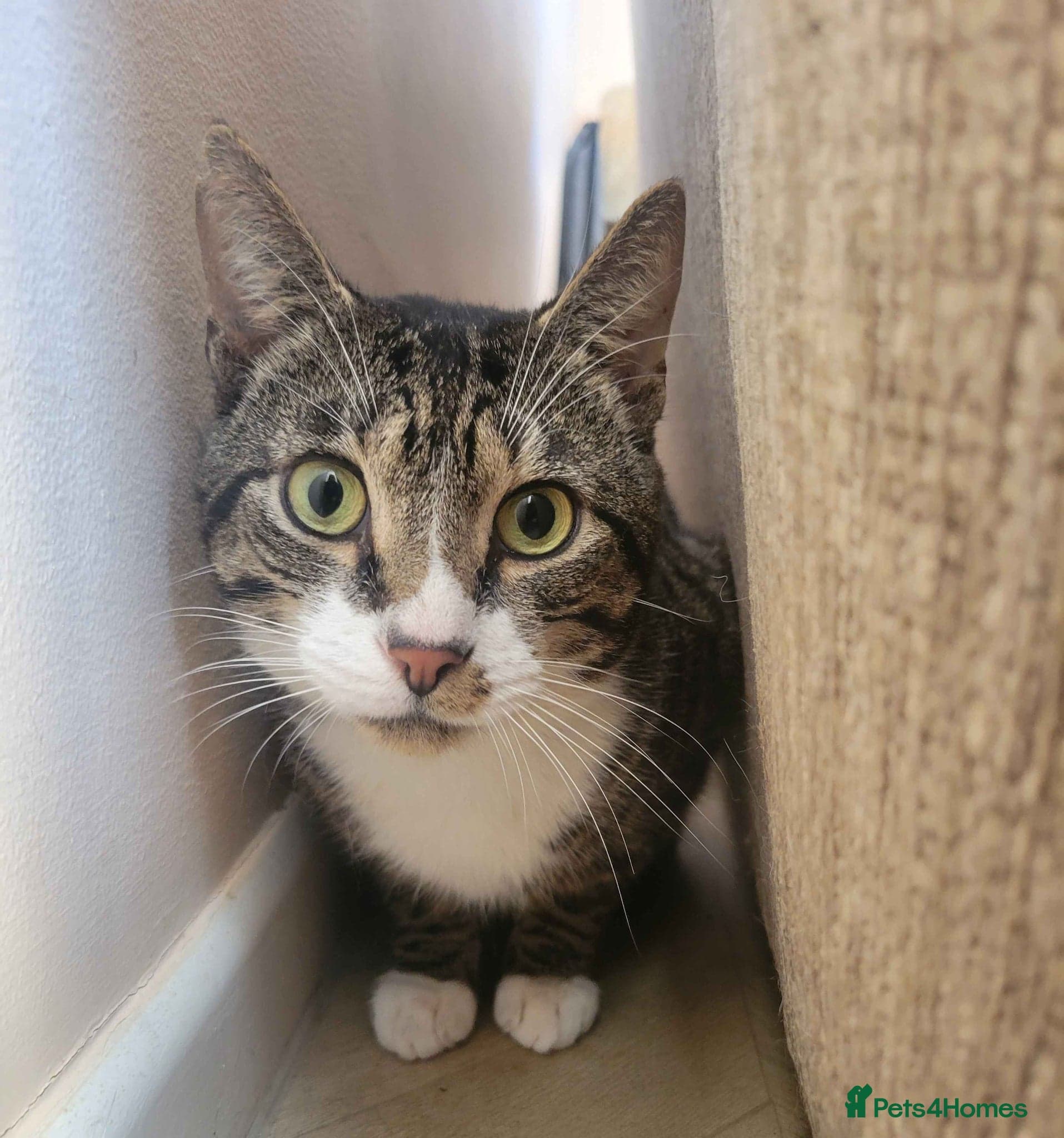 Sweet Totoro photo 5