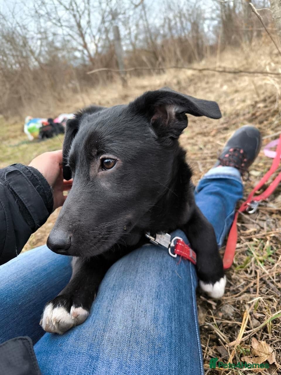 οΈπΆ masha photo 13