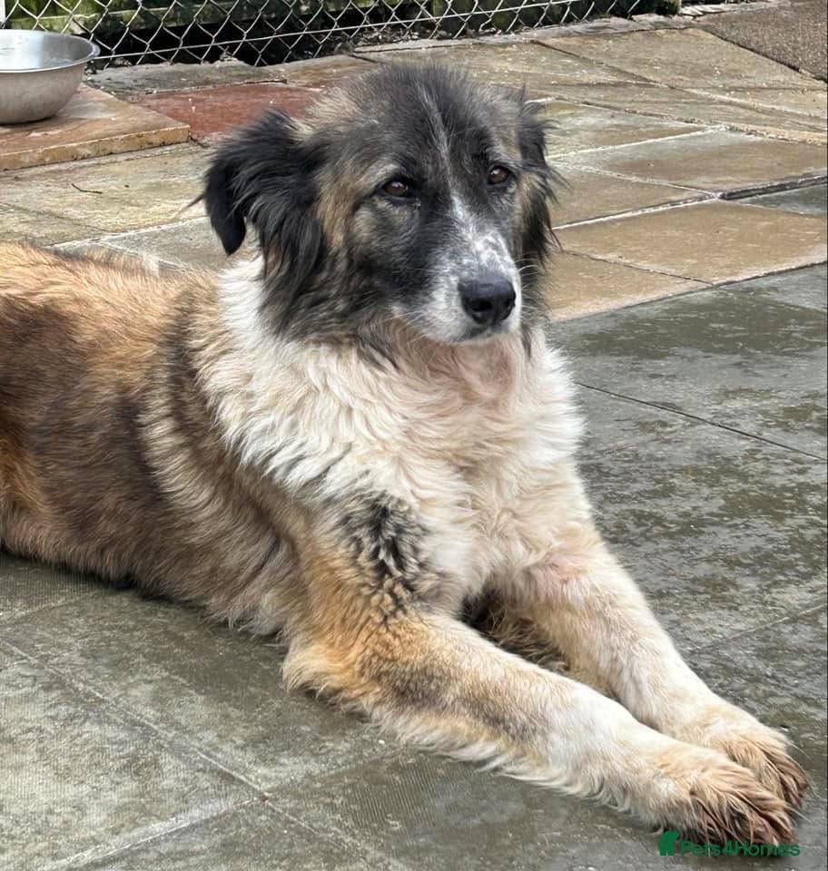 Hilda - Norwich Norfolk photo 10