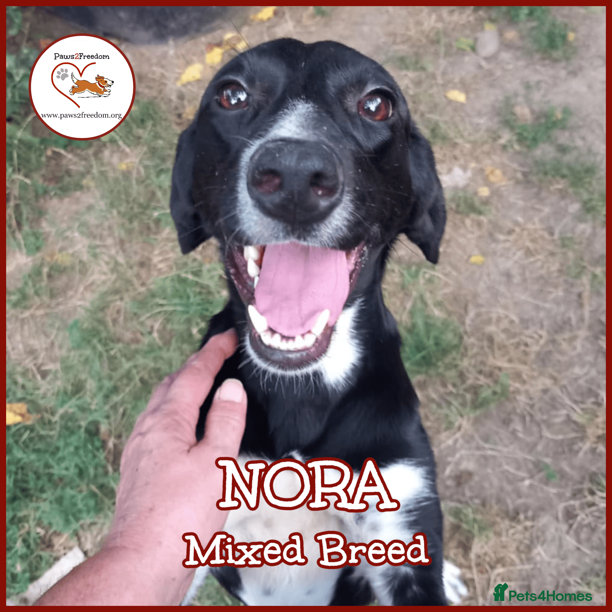 Nora for adoption in cornwall/devon photo 7