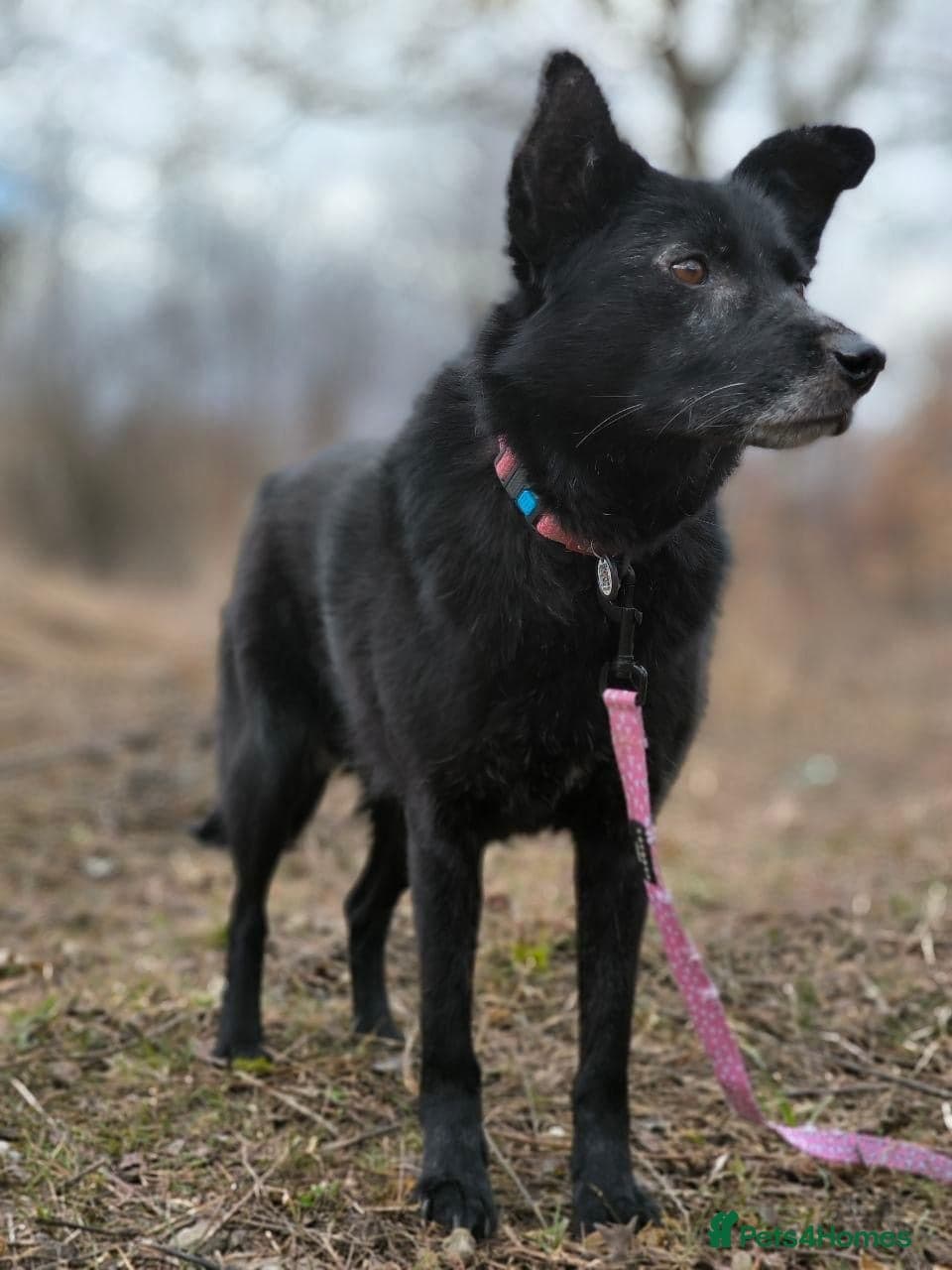 οΈπΆ tofa photo 9