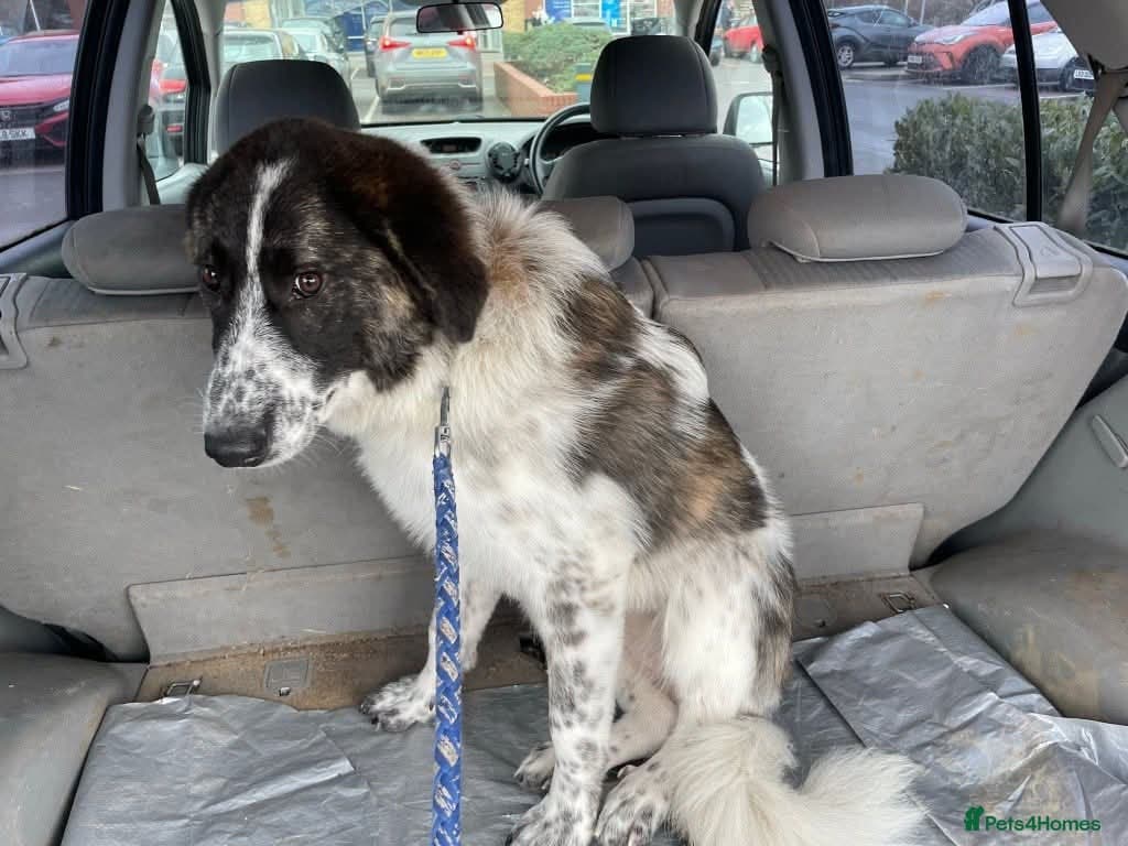 Meet Penny, currently residing in Cheshire photo 6