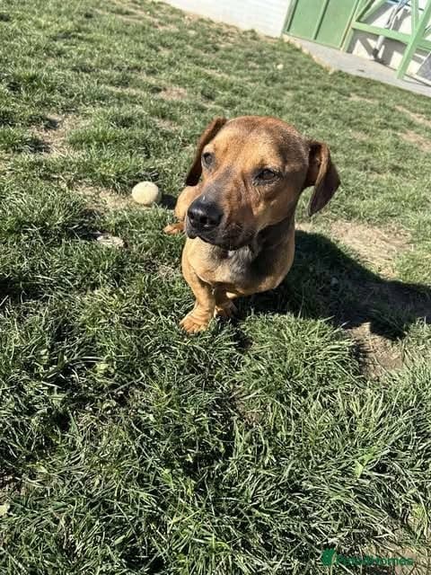 Rescue boy Noodle photo 24