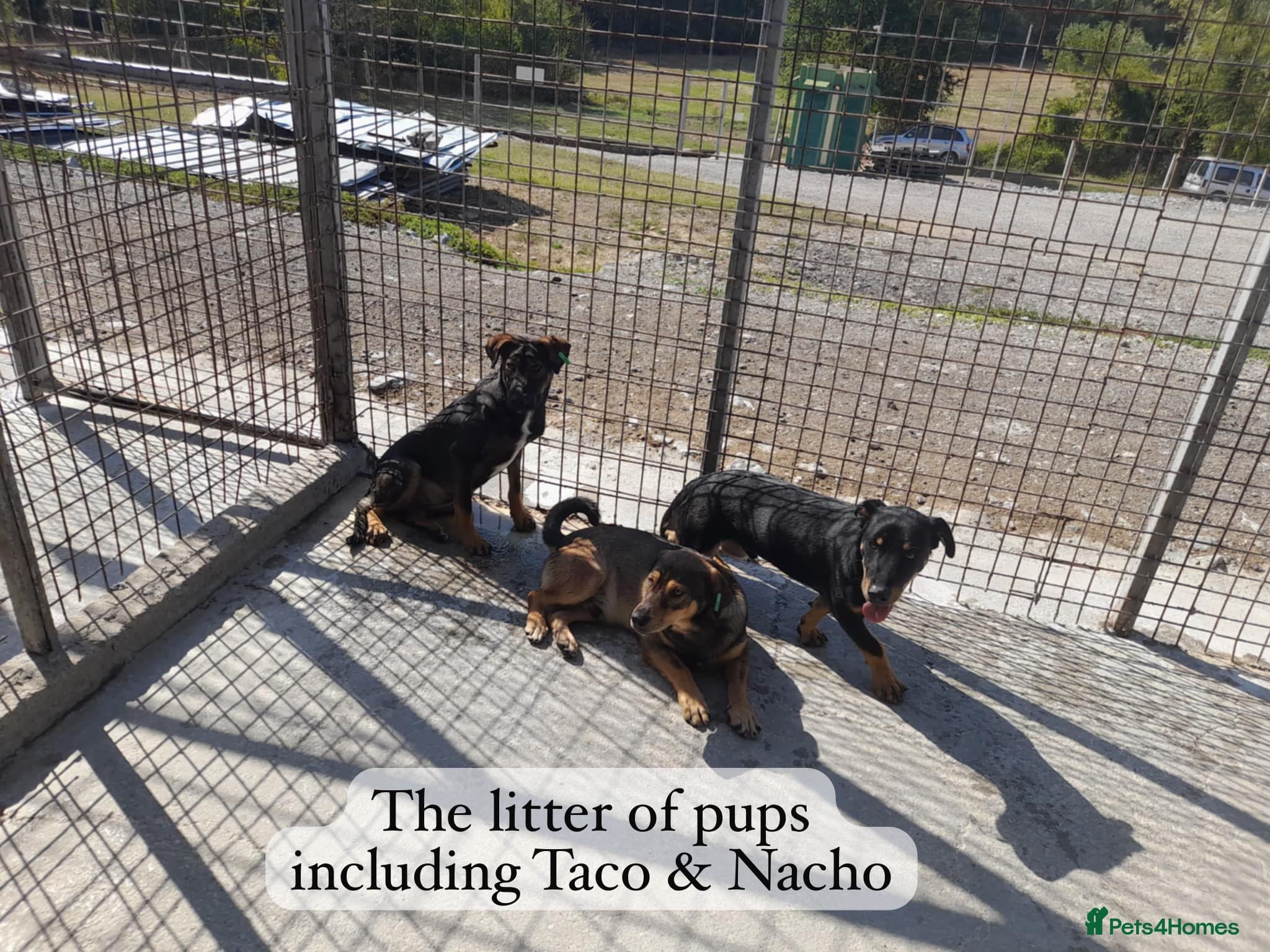 Taco, 10-12 months old. photo 8