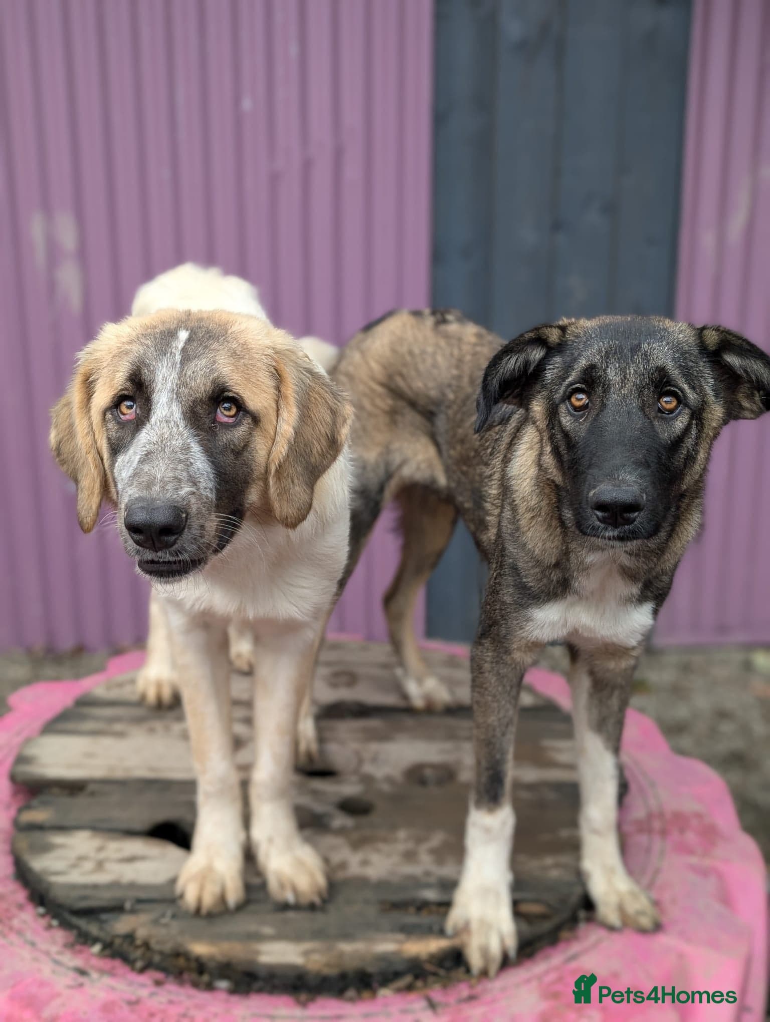 Skye - In Ayr photo 17