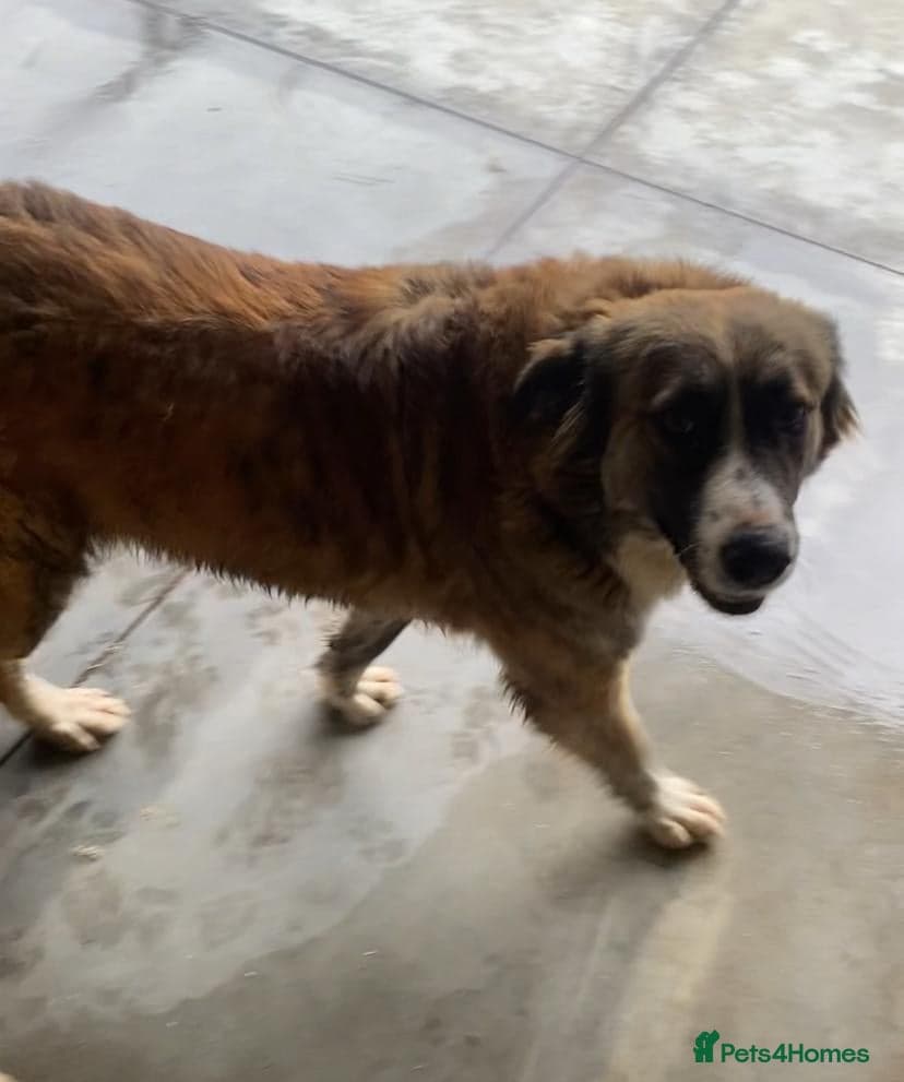 Kiki, 6 yrs approx. photo 7