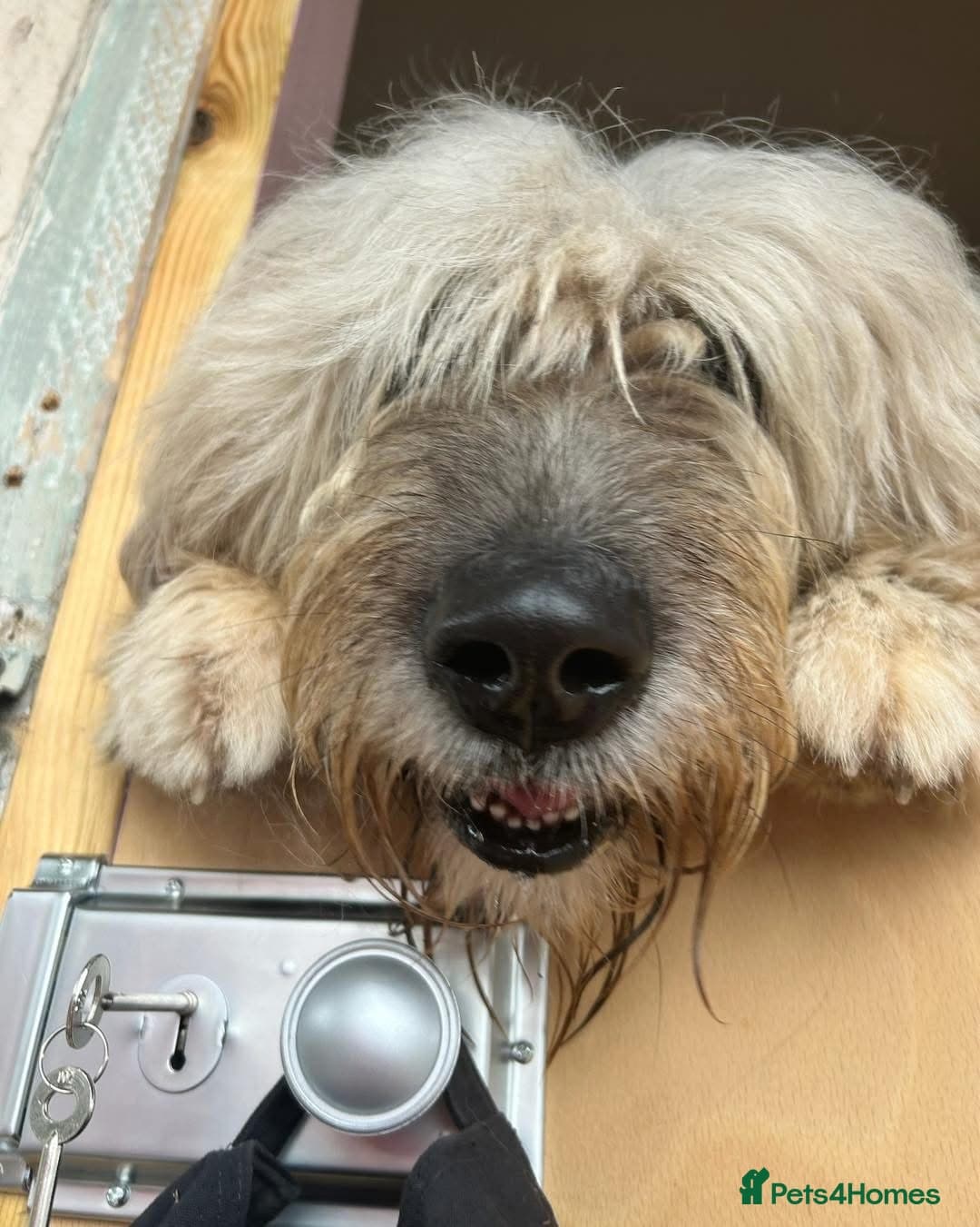 Oscar - our bear boyπ photo 7