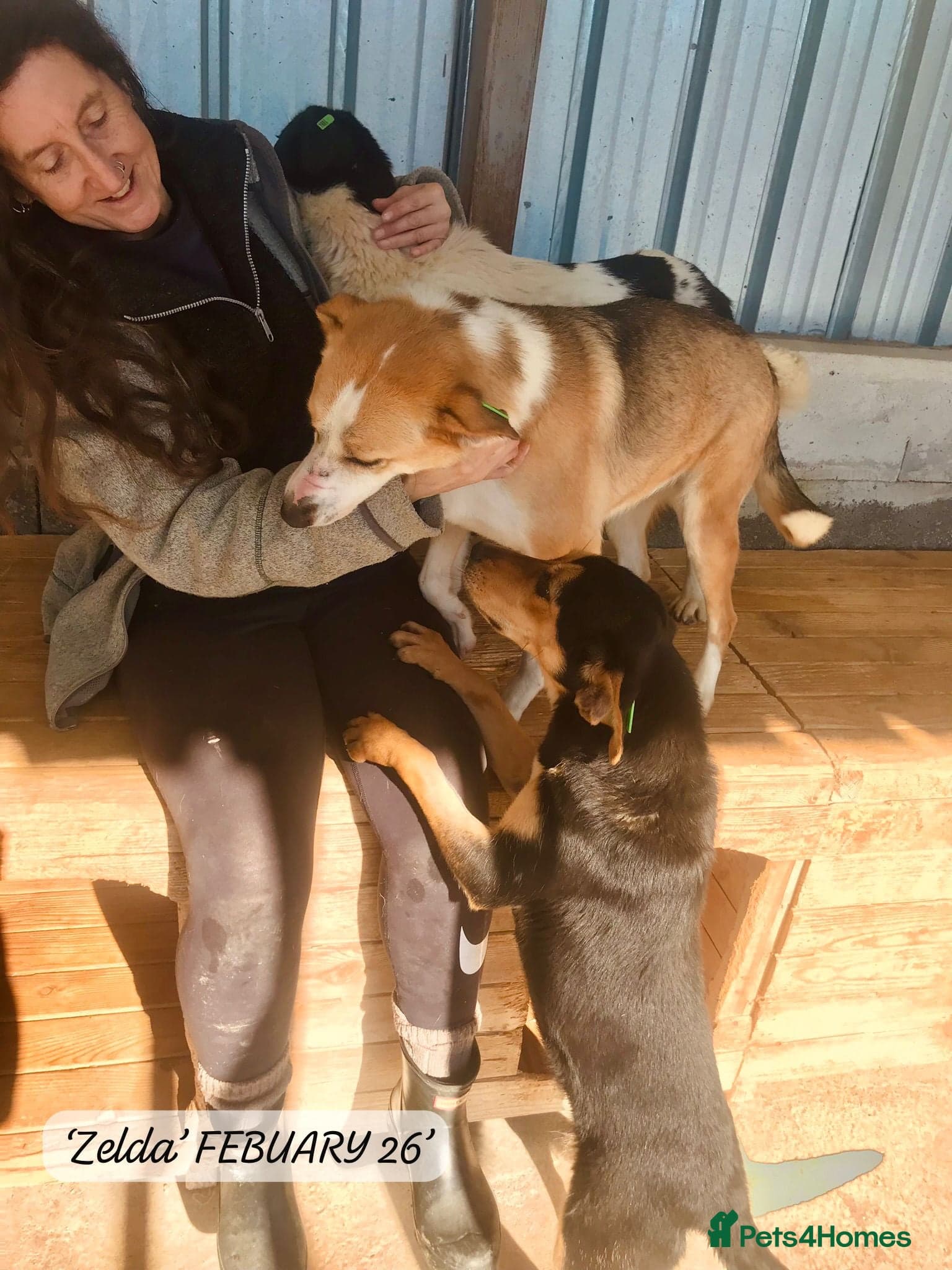 Zelda, 3 yrs old approx. photo 19