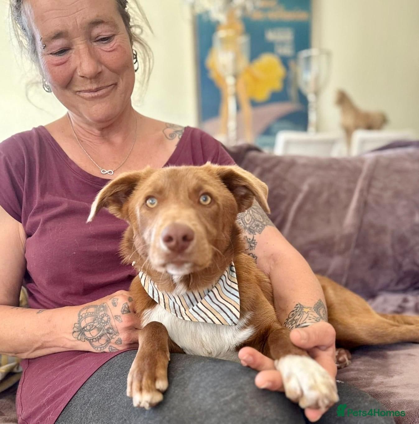 Mocha - everyone loves this lad photo 12