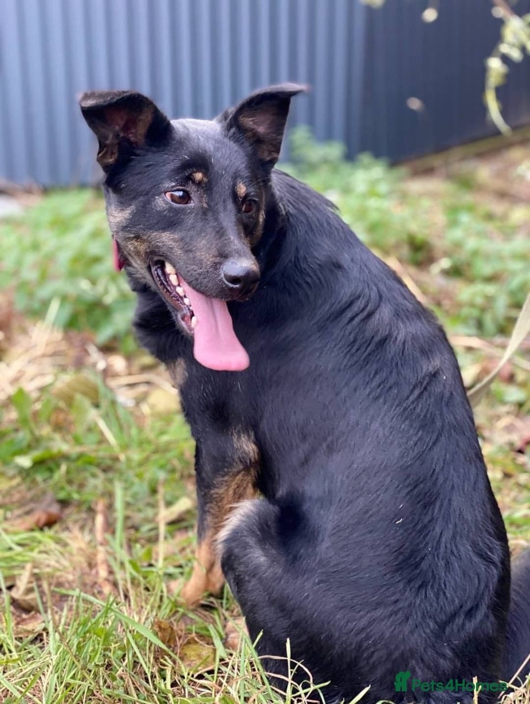 οΈπΆ rosie photo 11