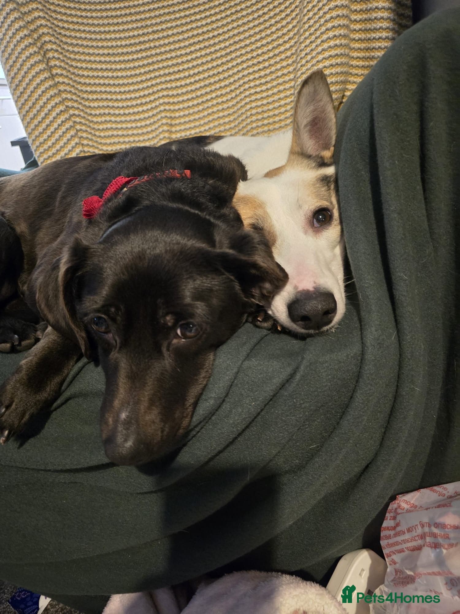 οΈπΆ bela photo 11