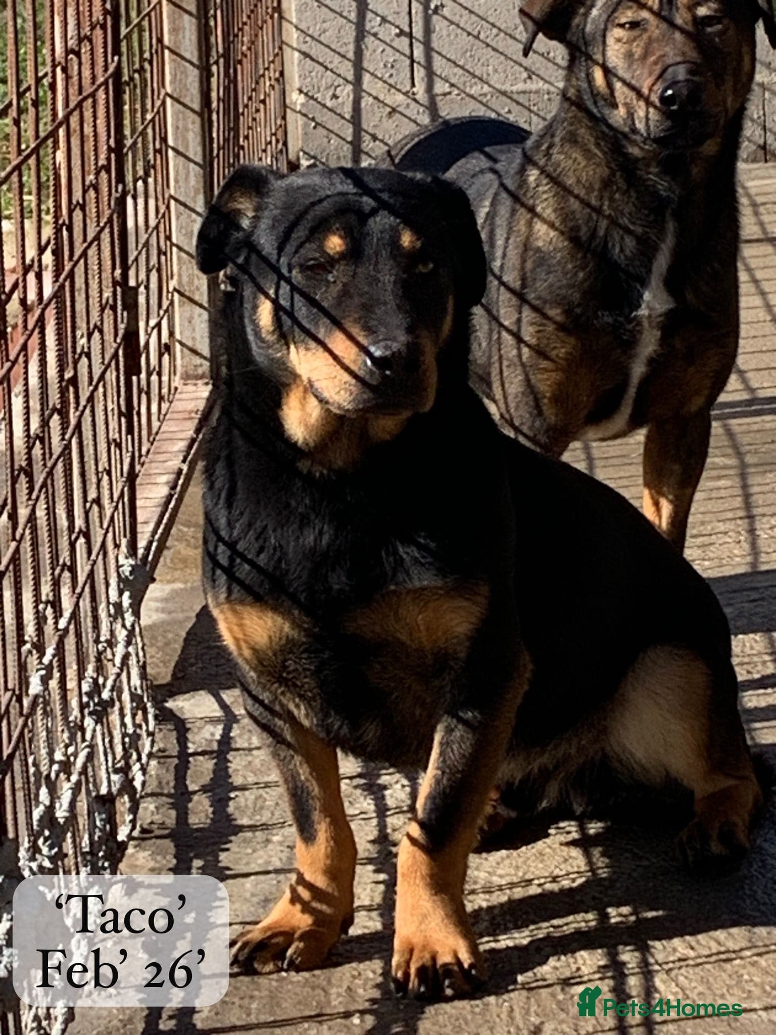 Taco, 10-12 months old. photo 21