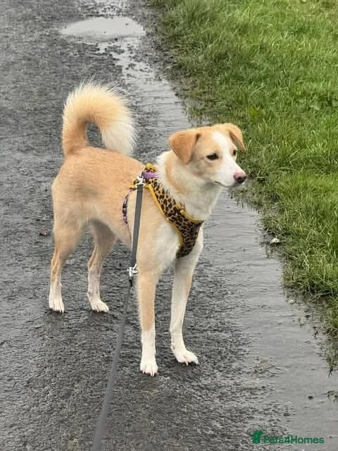 Meet Raquel, currently residing in Burnley photo 3