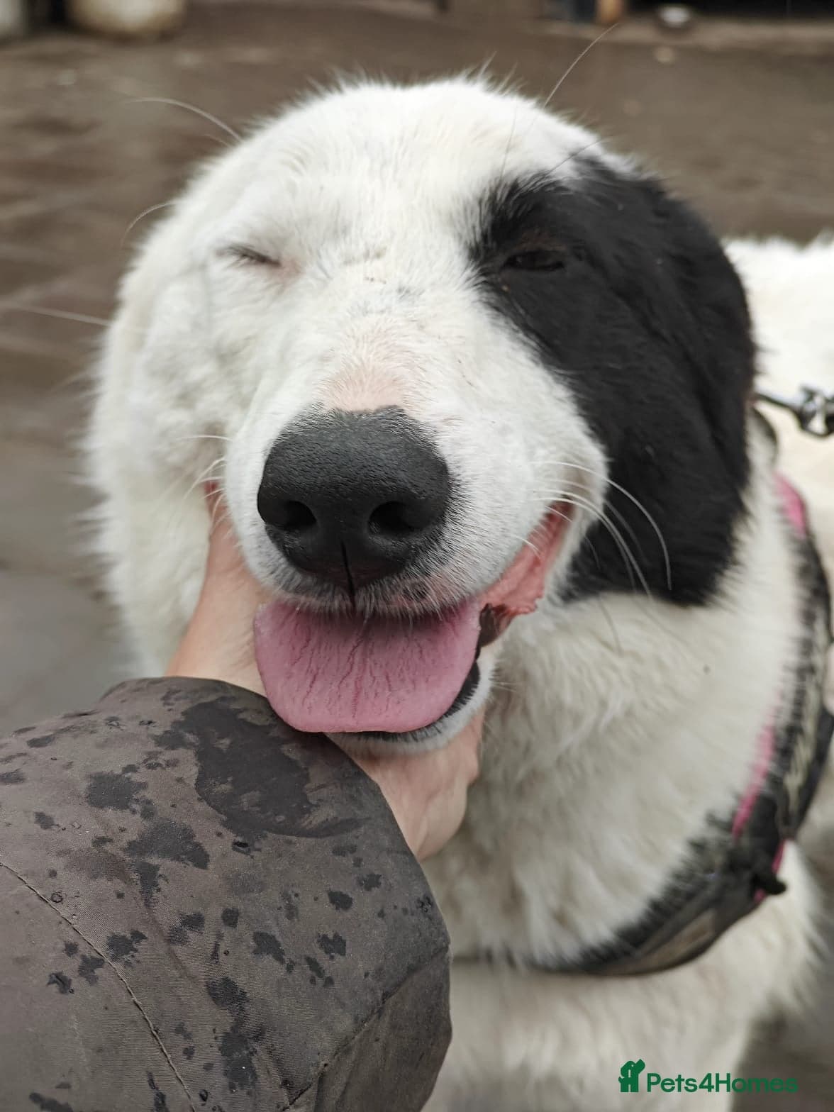 οΈπΆ suzy photo 8