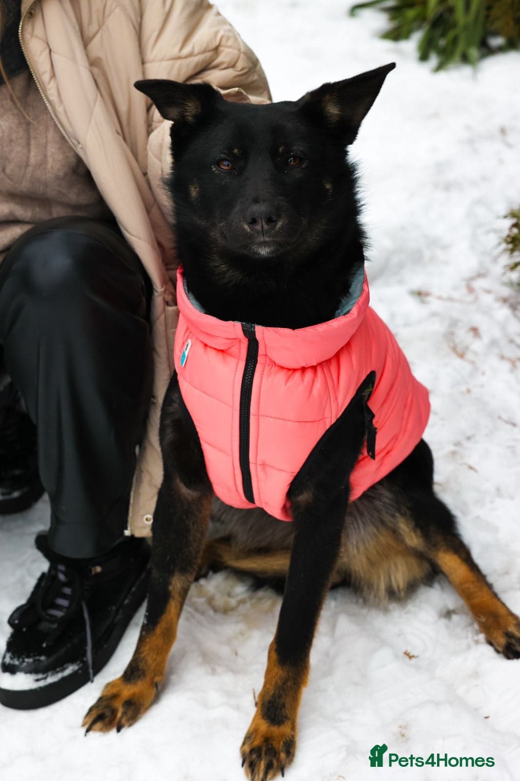 ️ADELE❤️11-month lower-medium soft natured girl photo 8