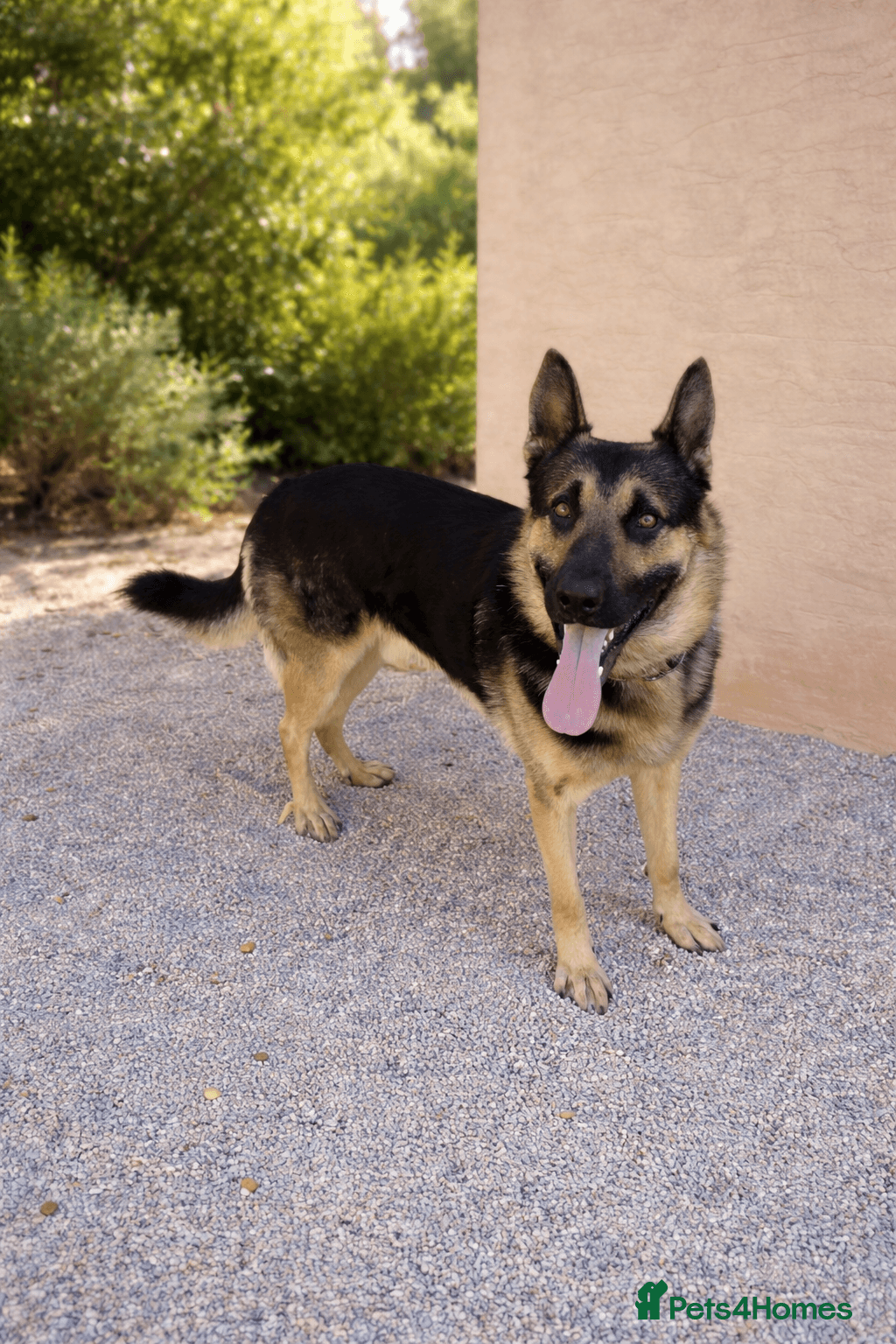 ️URGENT‼️🚨 Bandit 💙🐾 photo 7